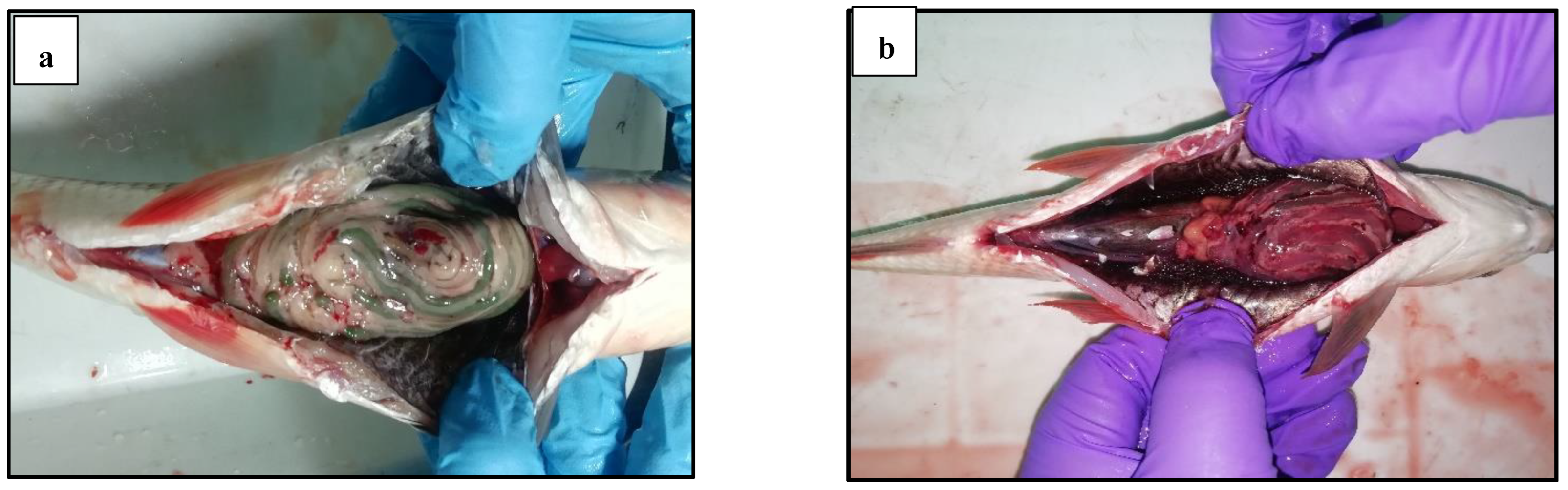 Biology 14 00135 g006a