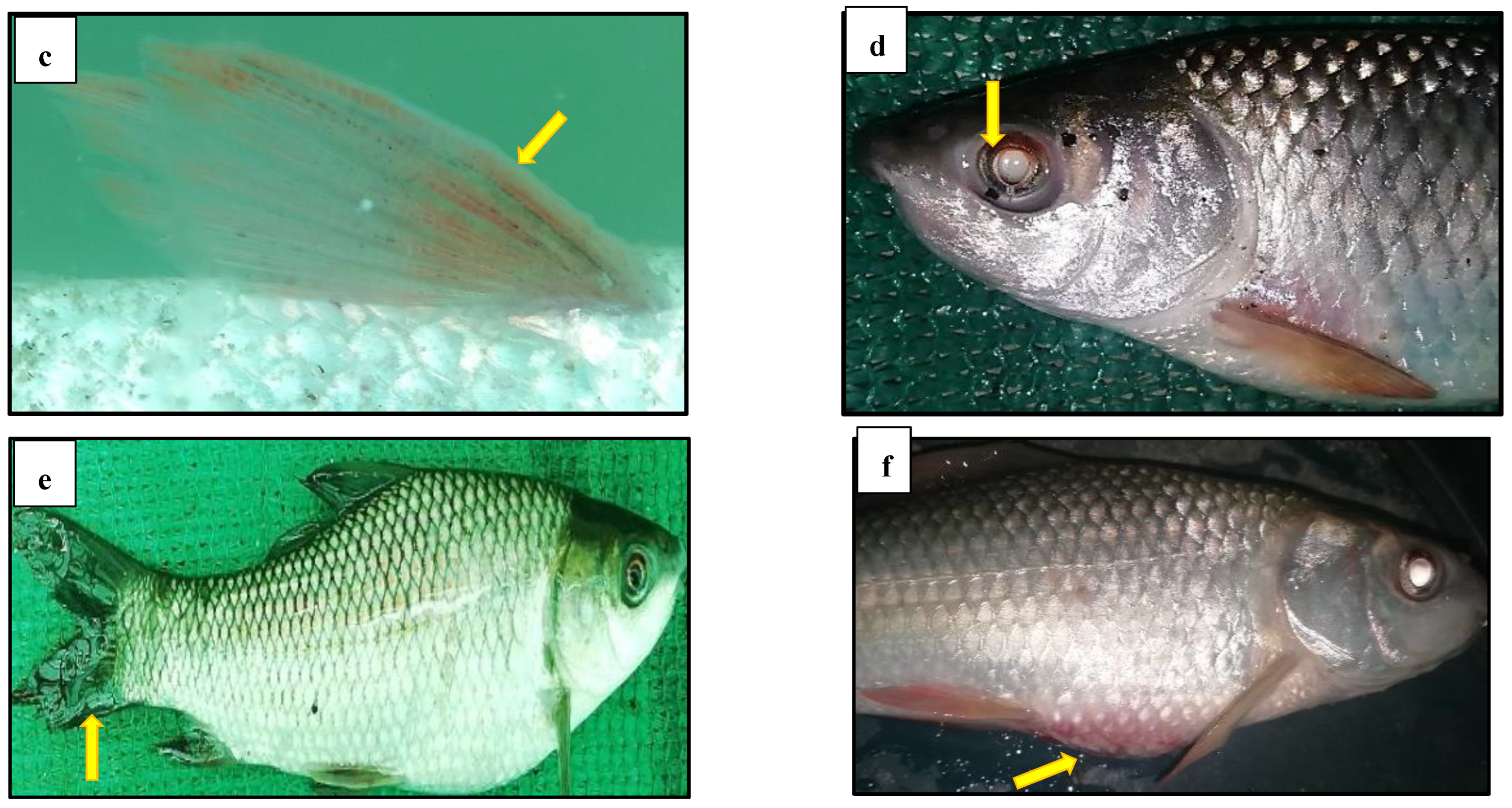 Biology 14 00135 g006b