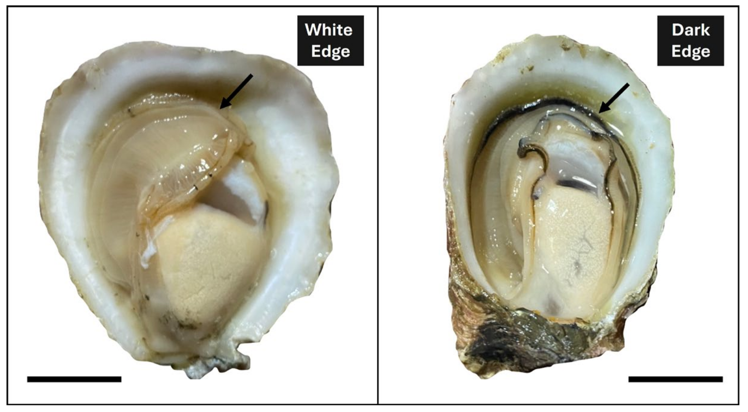 Biology 14 00145 g001 Biology 14 00145 g001