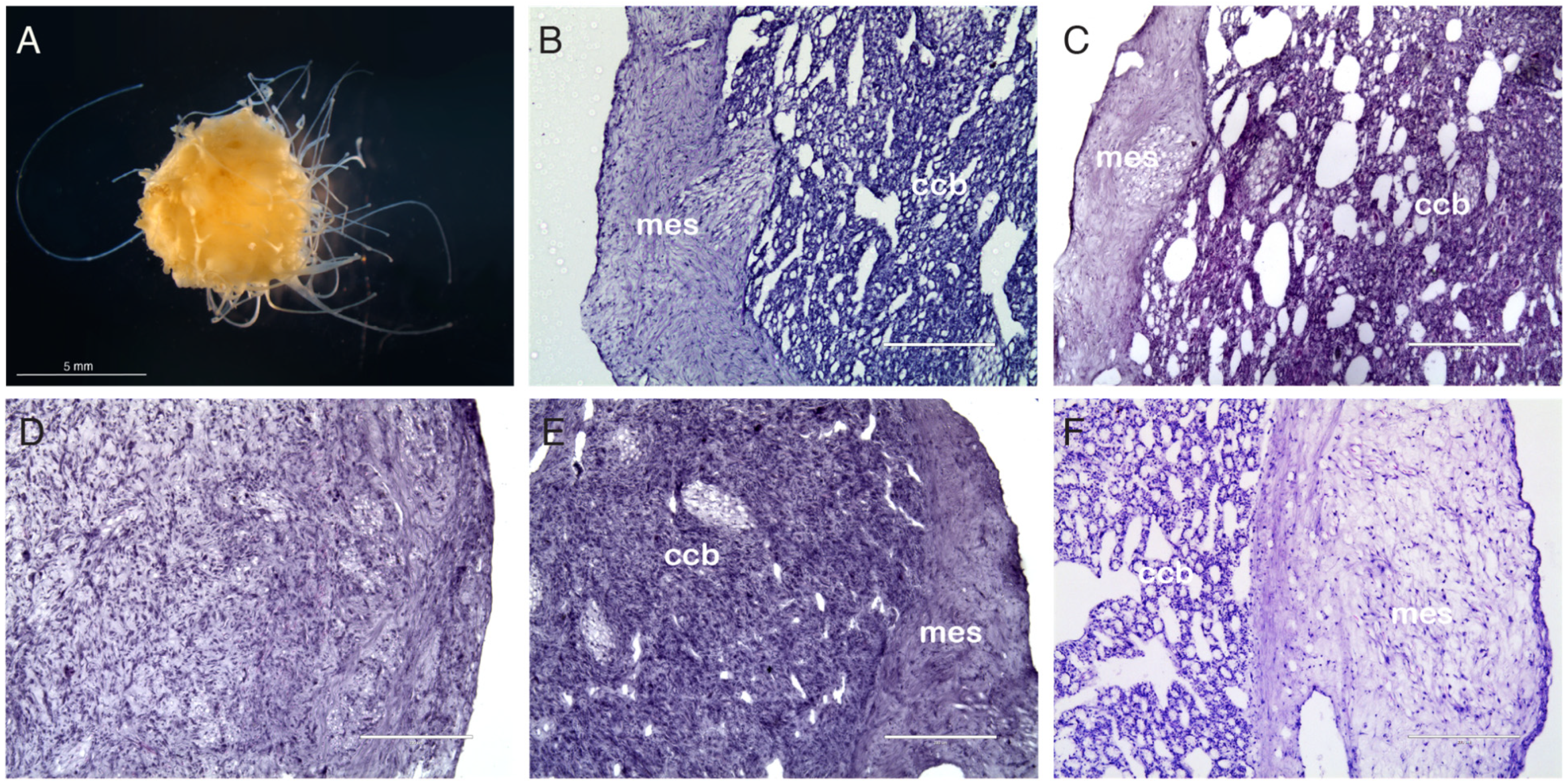Biology 14 00171 g001