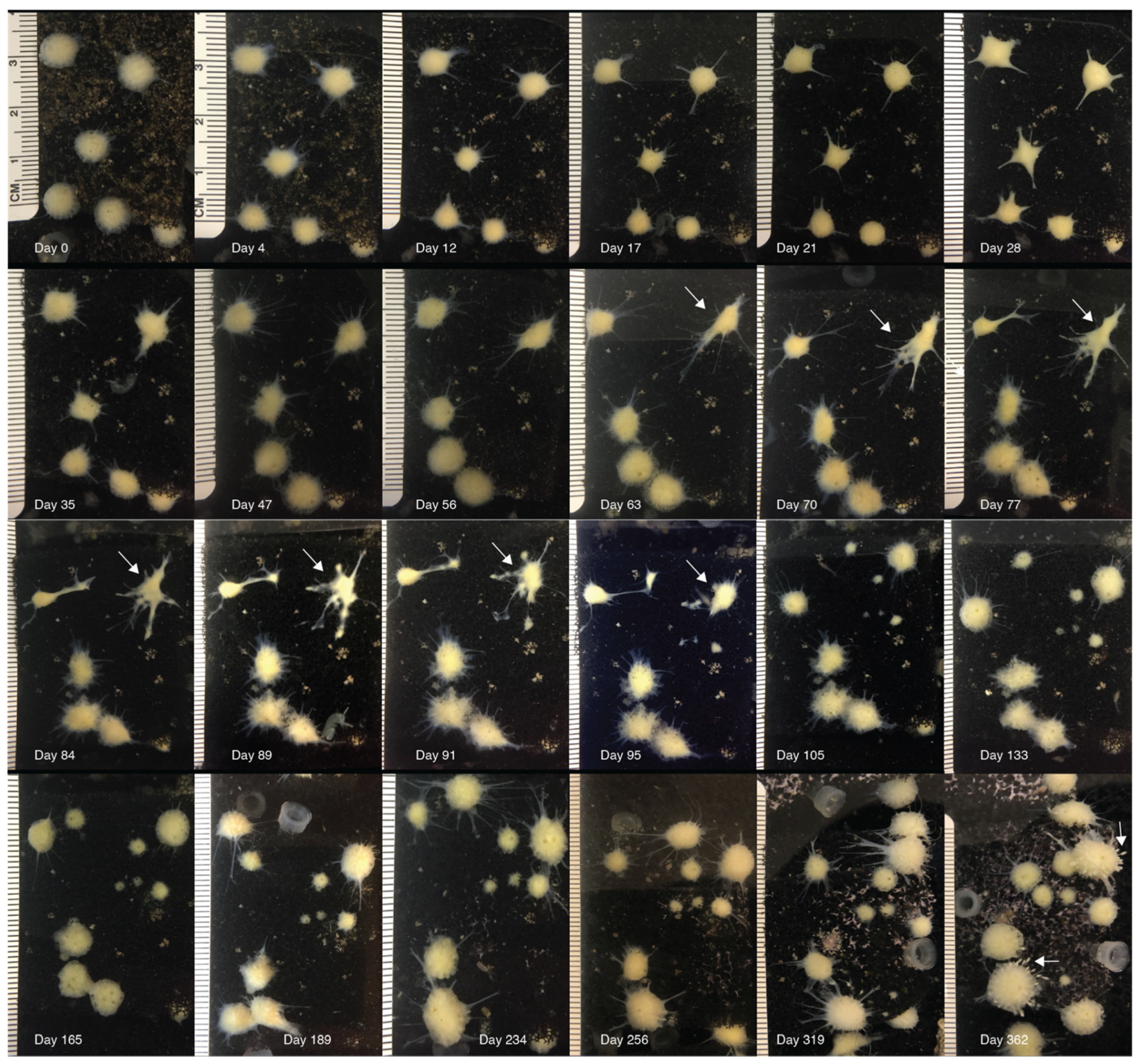 Biology 14 00171 g002