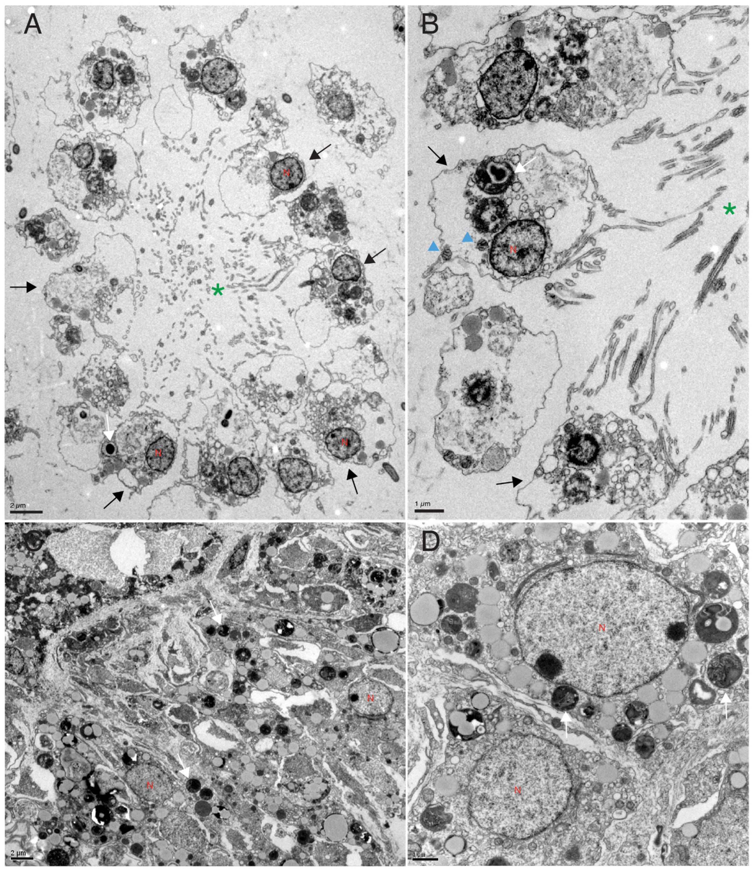Biology 14 00171 g004