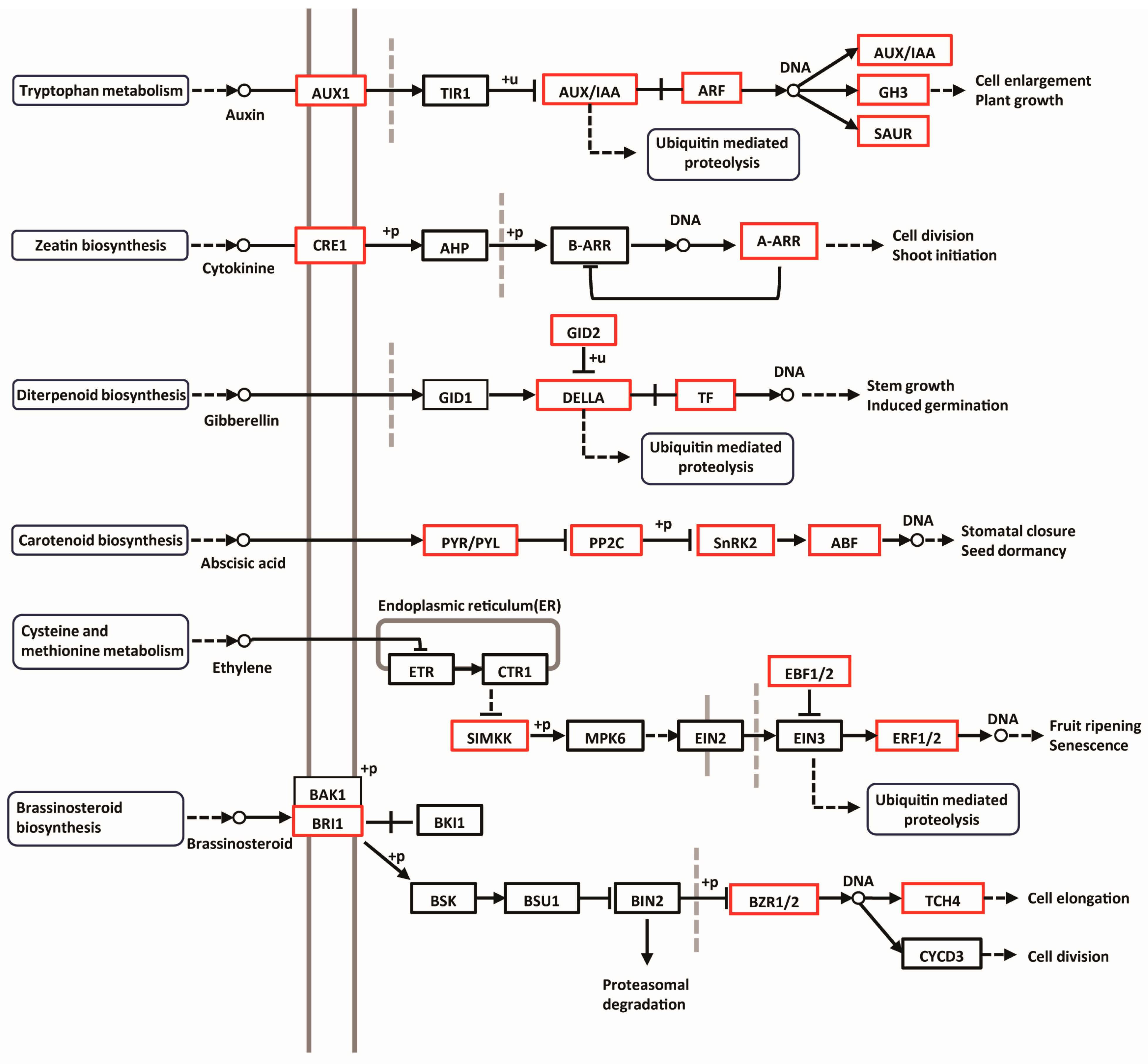 Biology 14 00173 g007 Biology 14 00173 g007