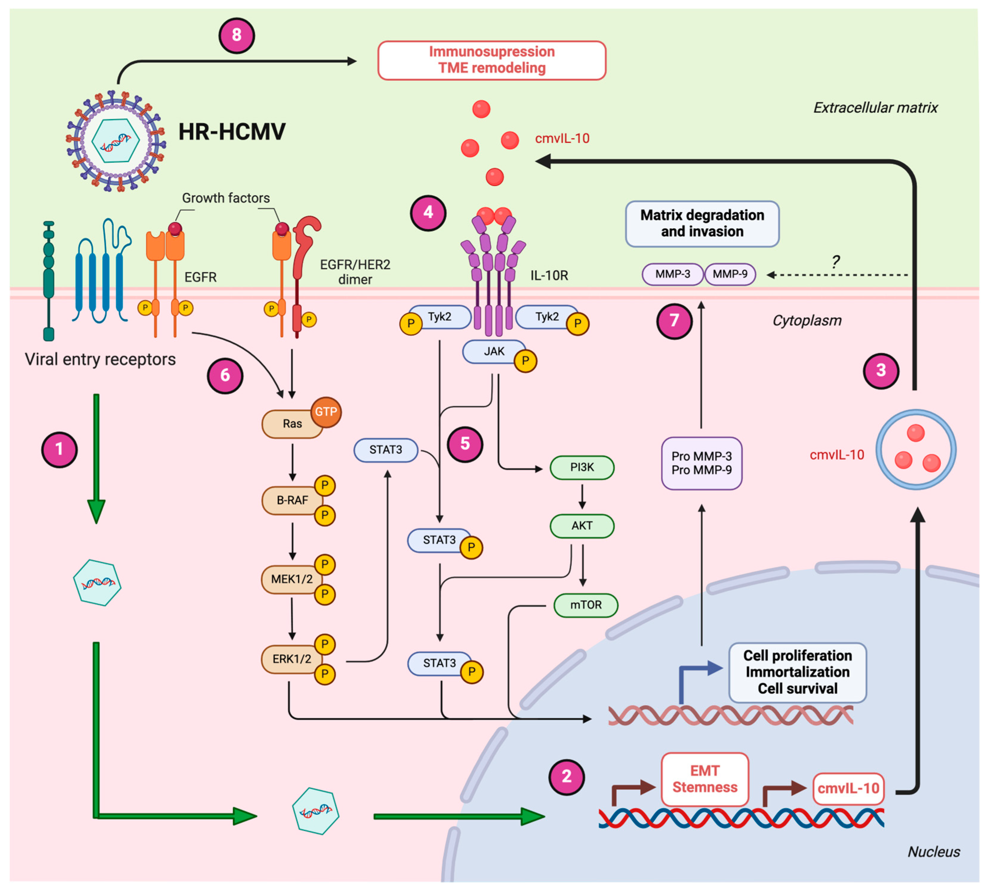 Biology 14 00174 g002 Biology 14 00174 g002