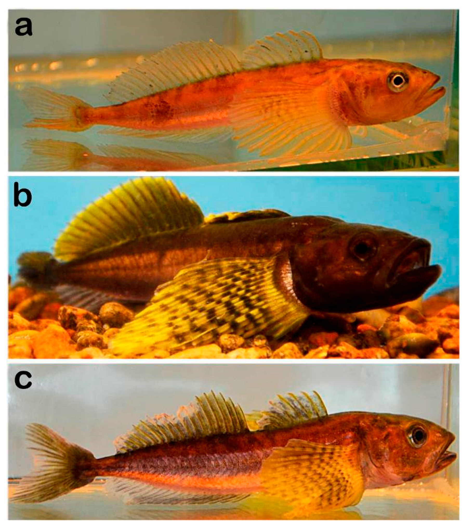 Biology 14 00179 g001