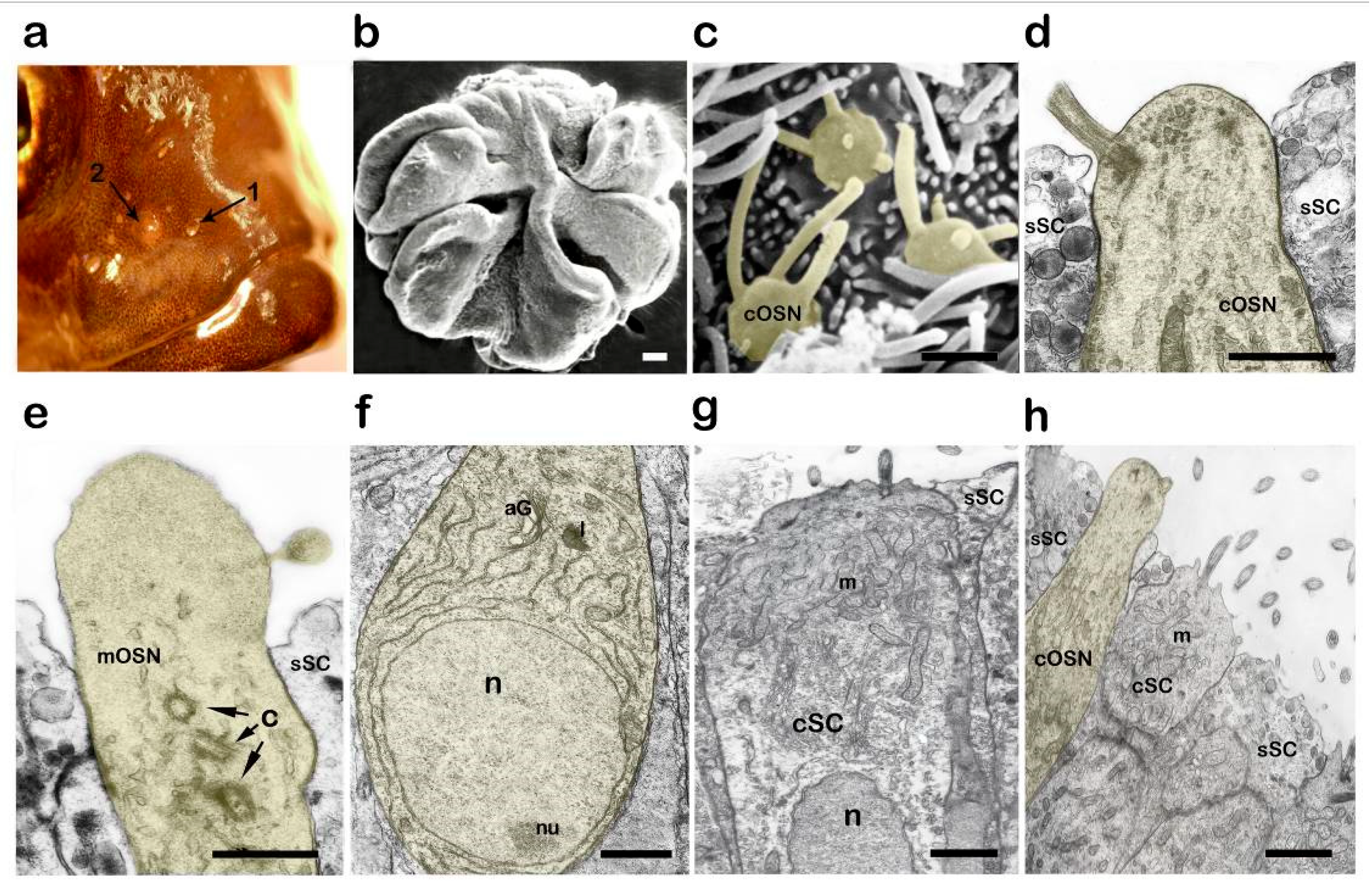 Biology 14 00179 g002
