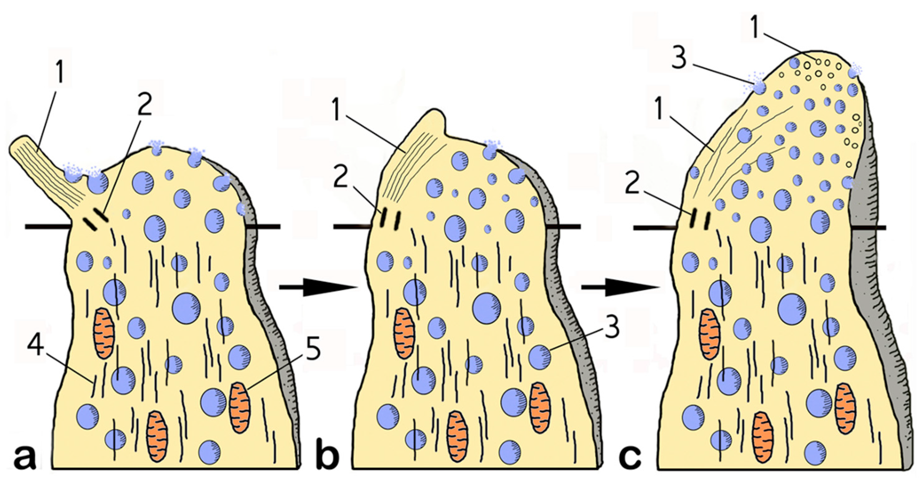 Biology 14 00179 g005