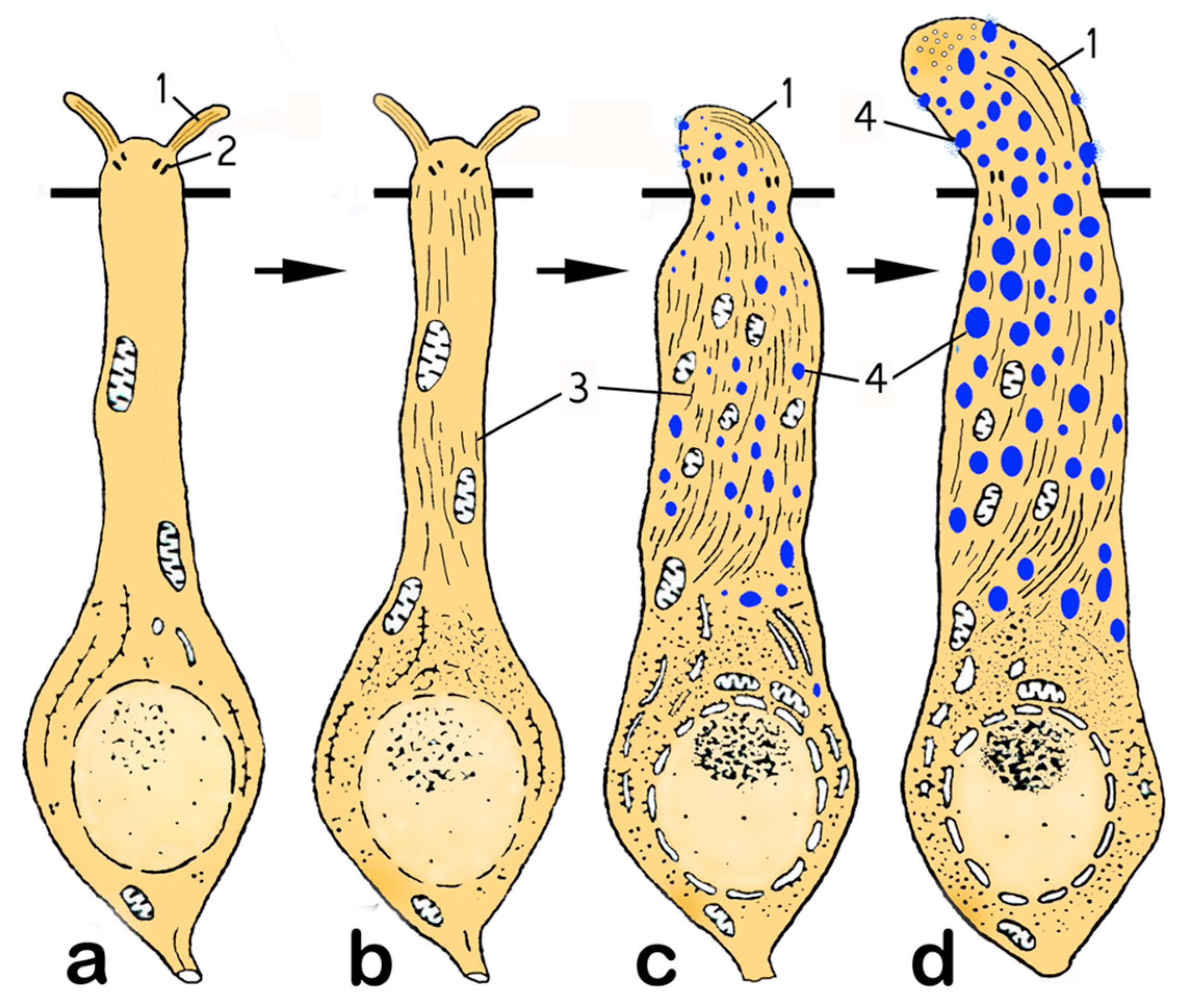Biology 14 00179 g006