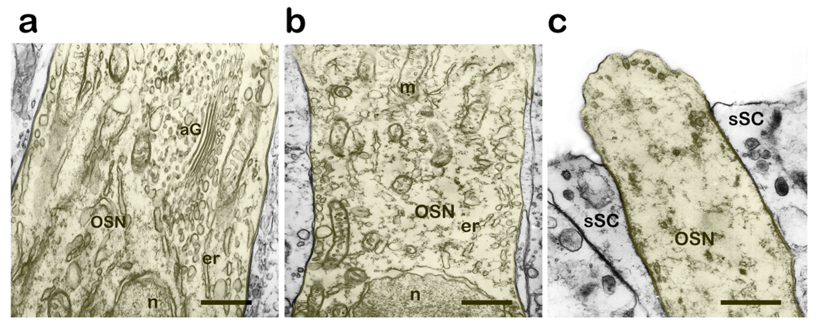 Biology 14 00179 g008