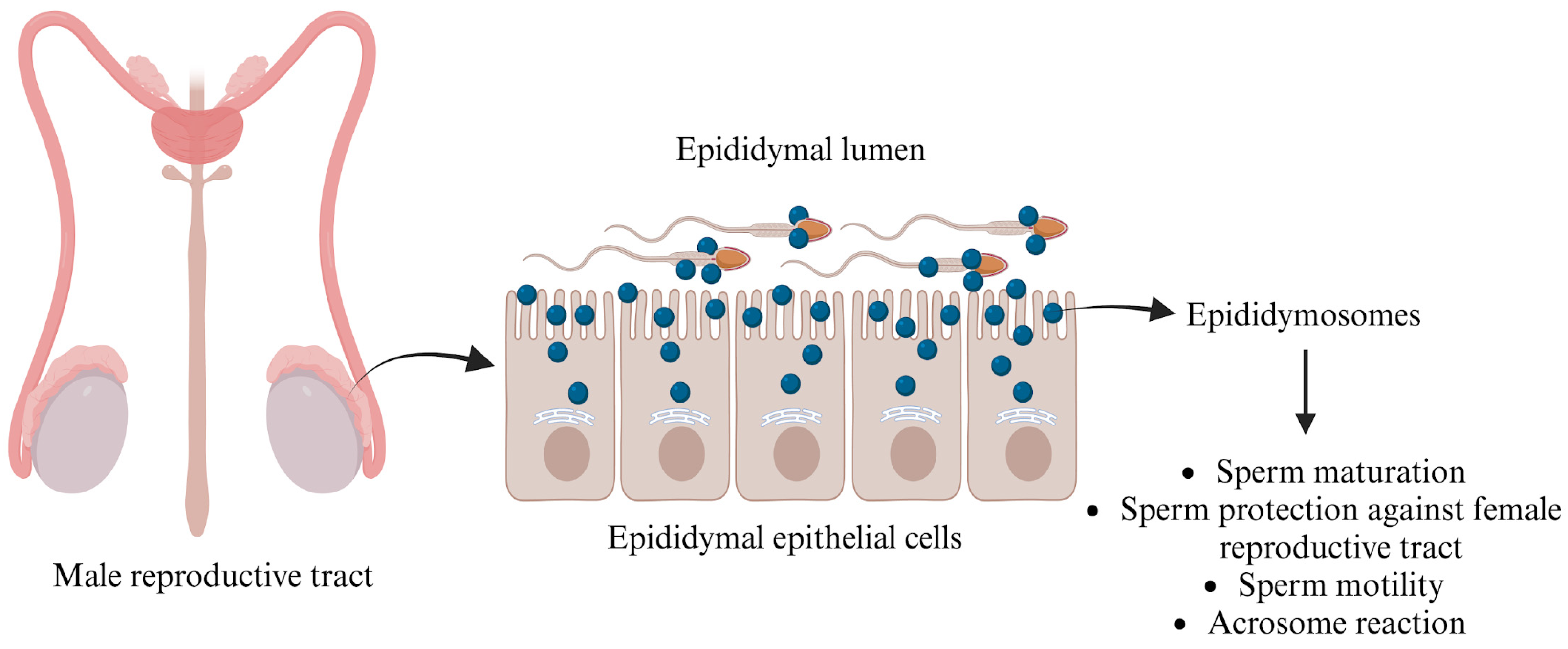 Biology 14 00198 g002 Biology 14 00198 g002