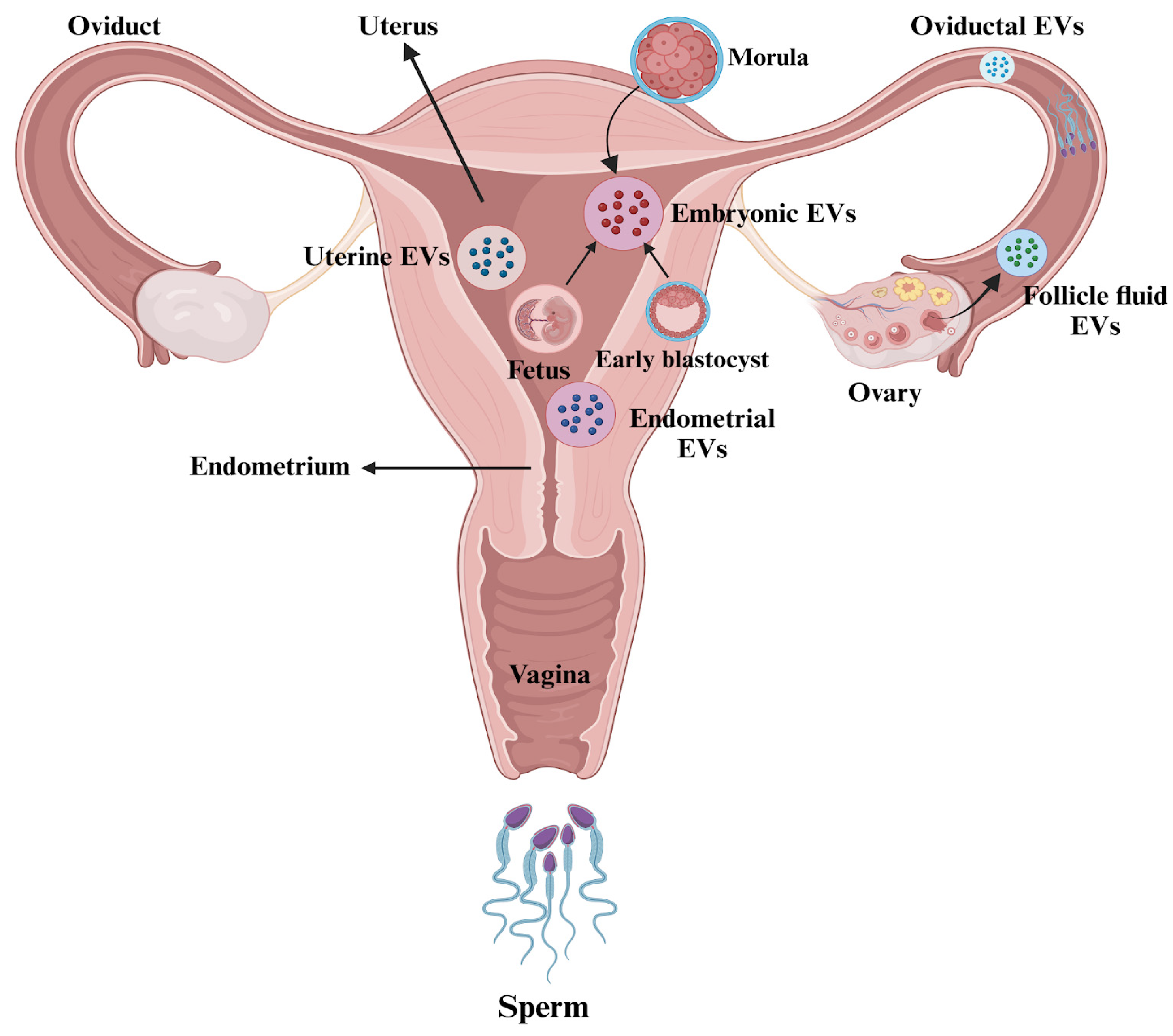 Biology 14 00198 g003 Biology 14 00198 g003