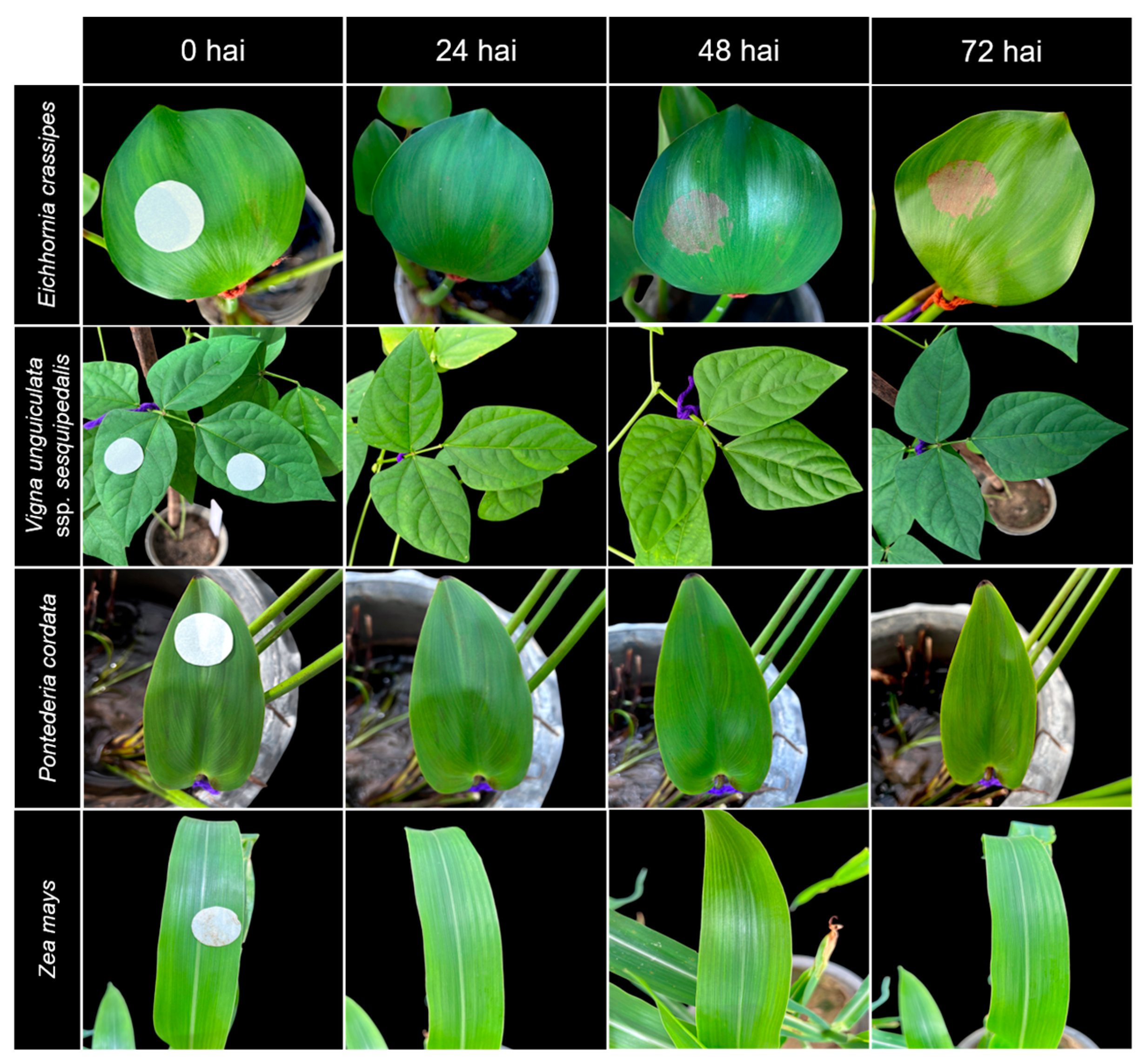 Biology 14 00199 g003