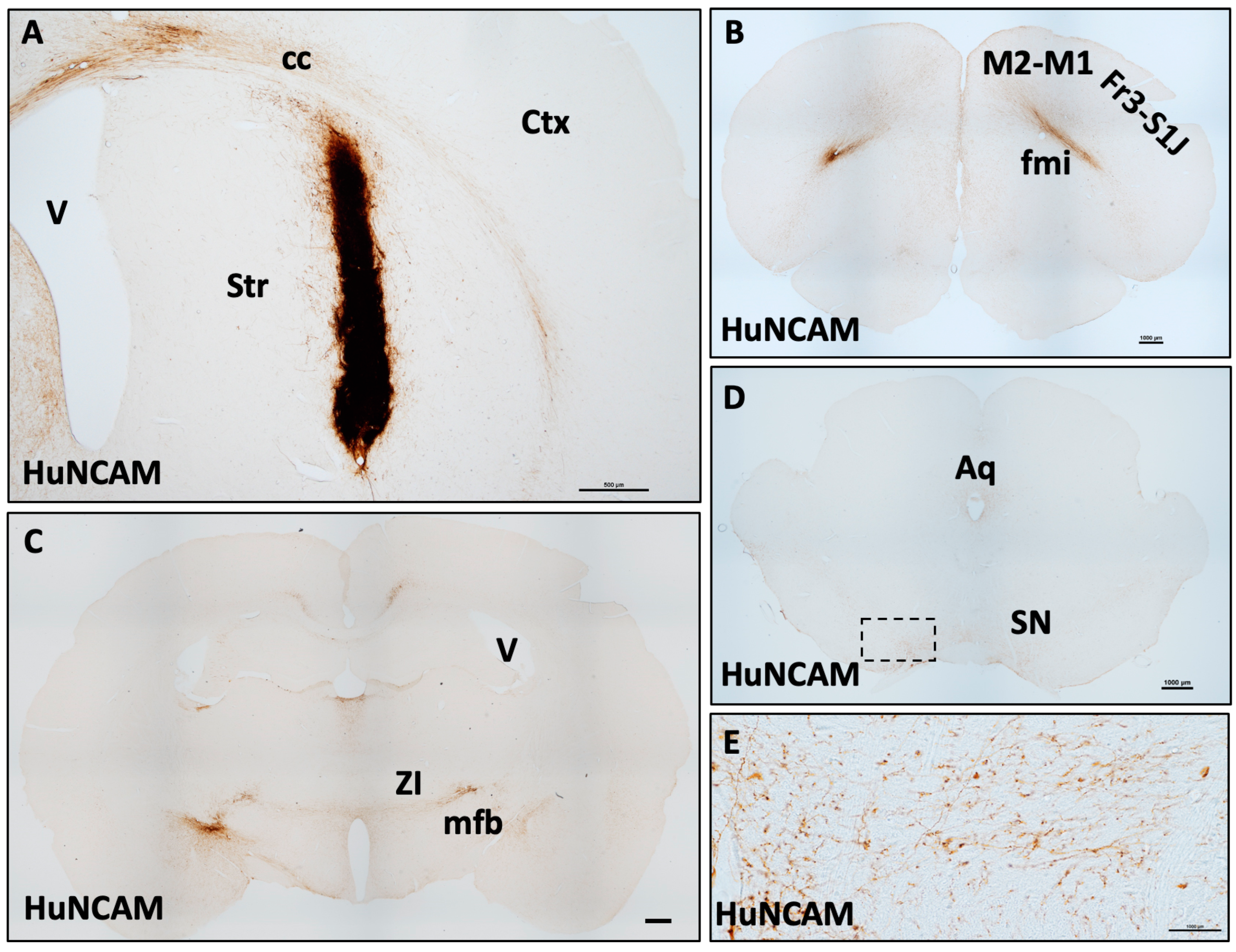 Biology 14 00217 g002