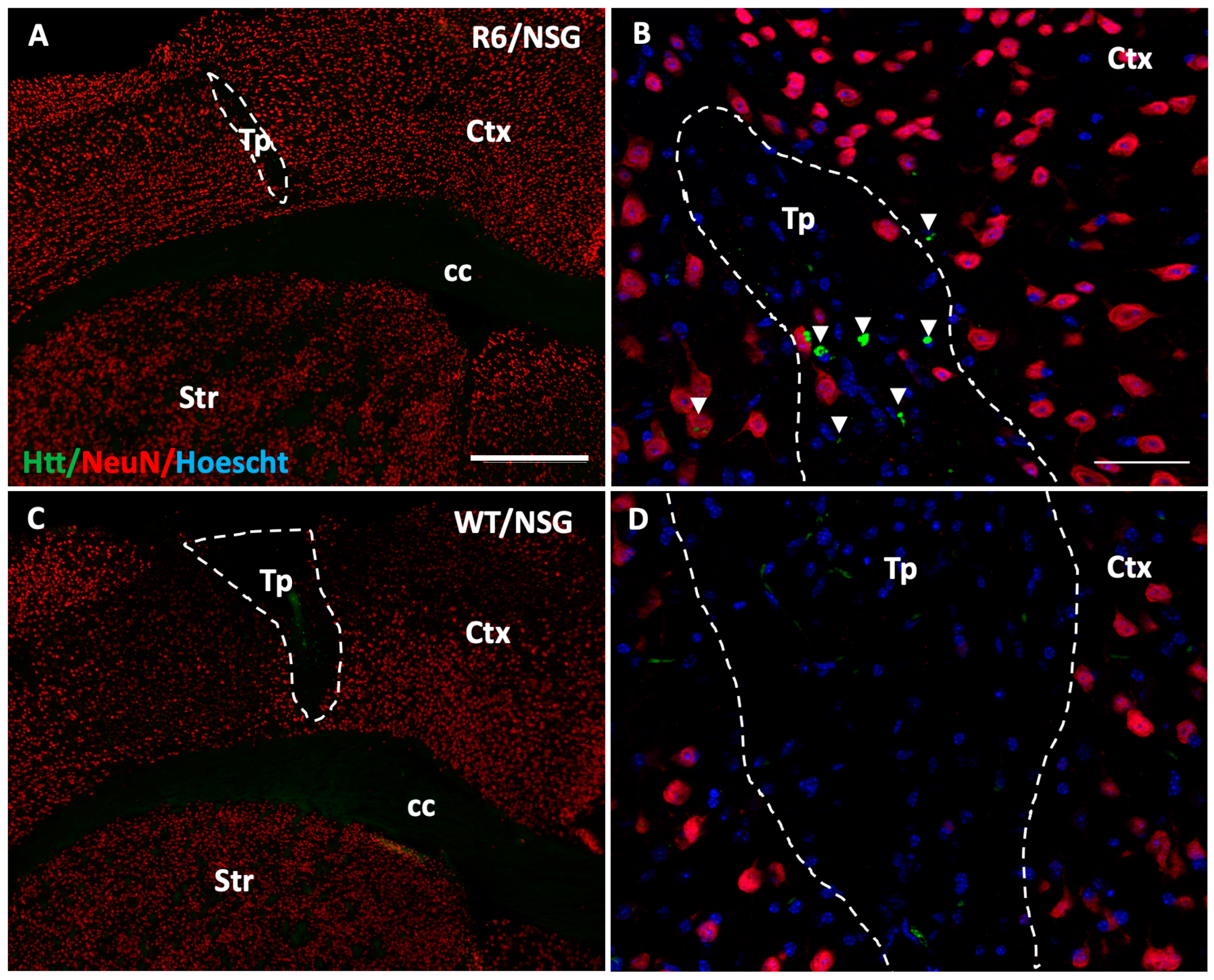 Biology 14 00217 g006