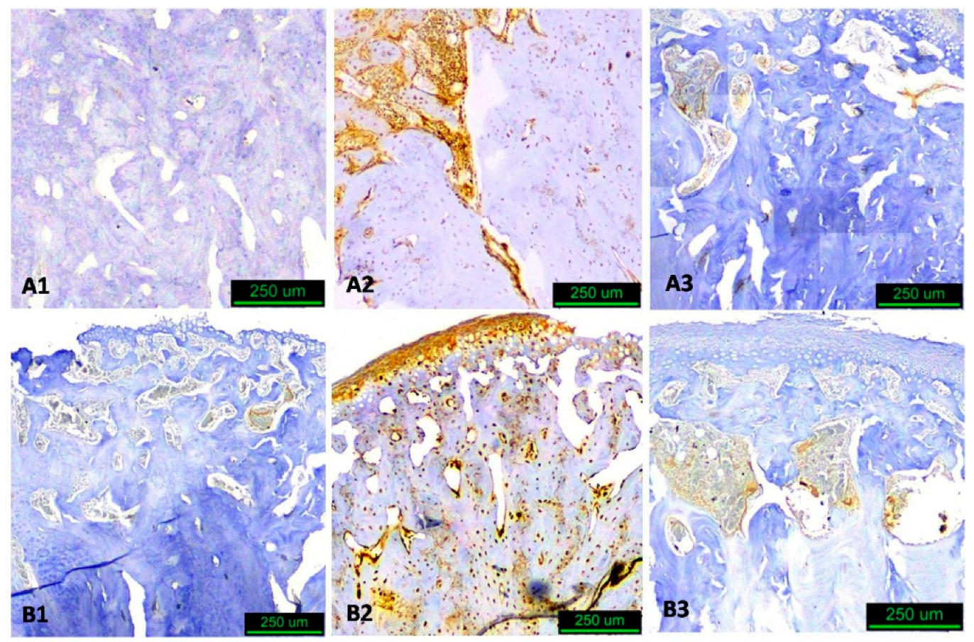 Biology 14 00228 g005