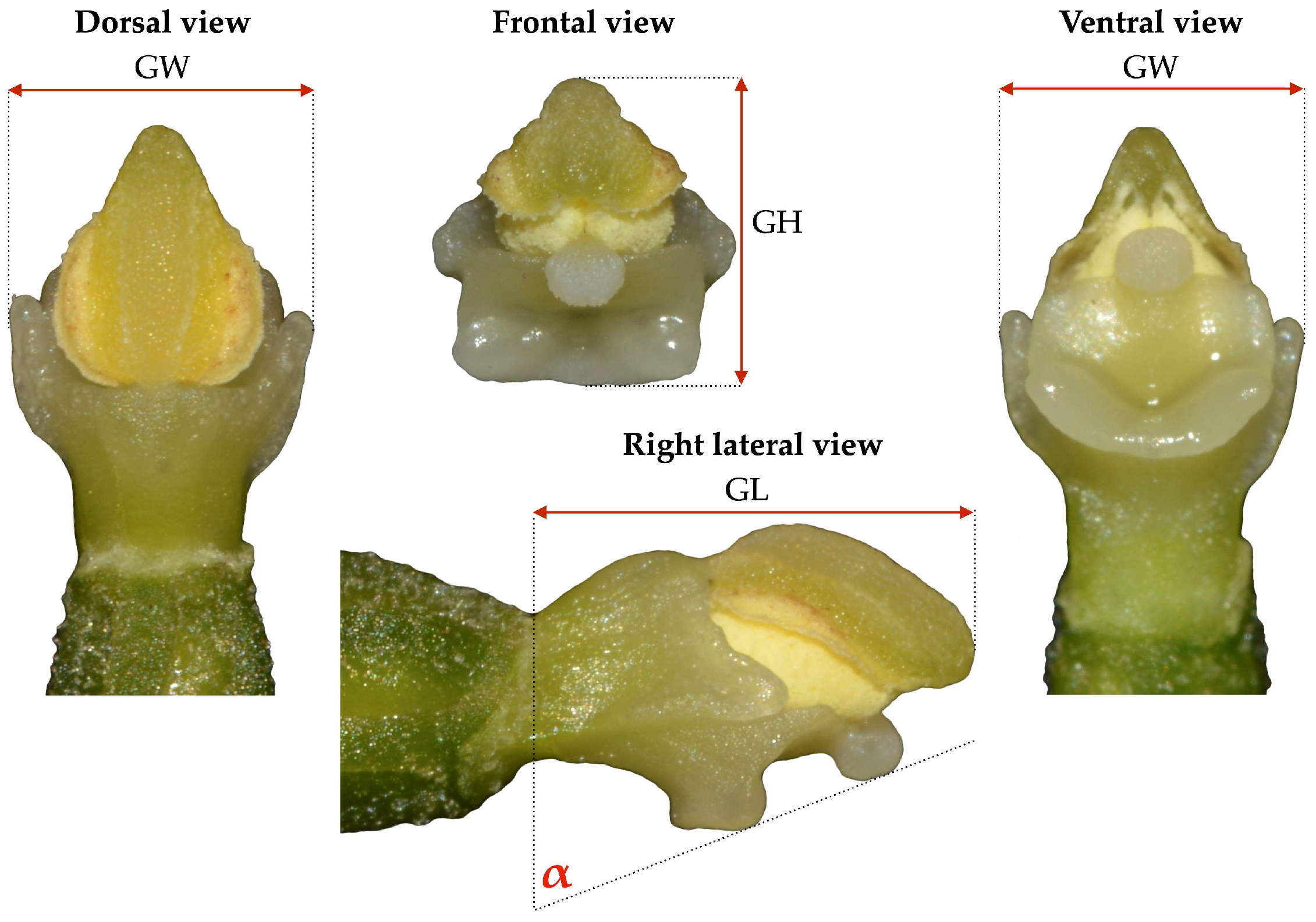 Biology 14 00241 g002 Biology 14 00241 g002