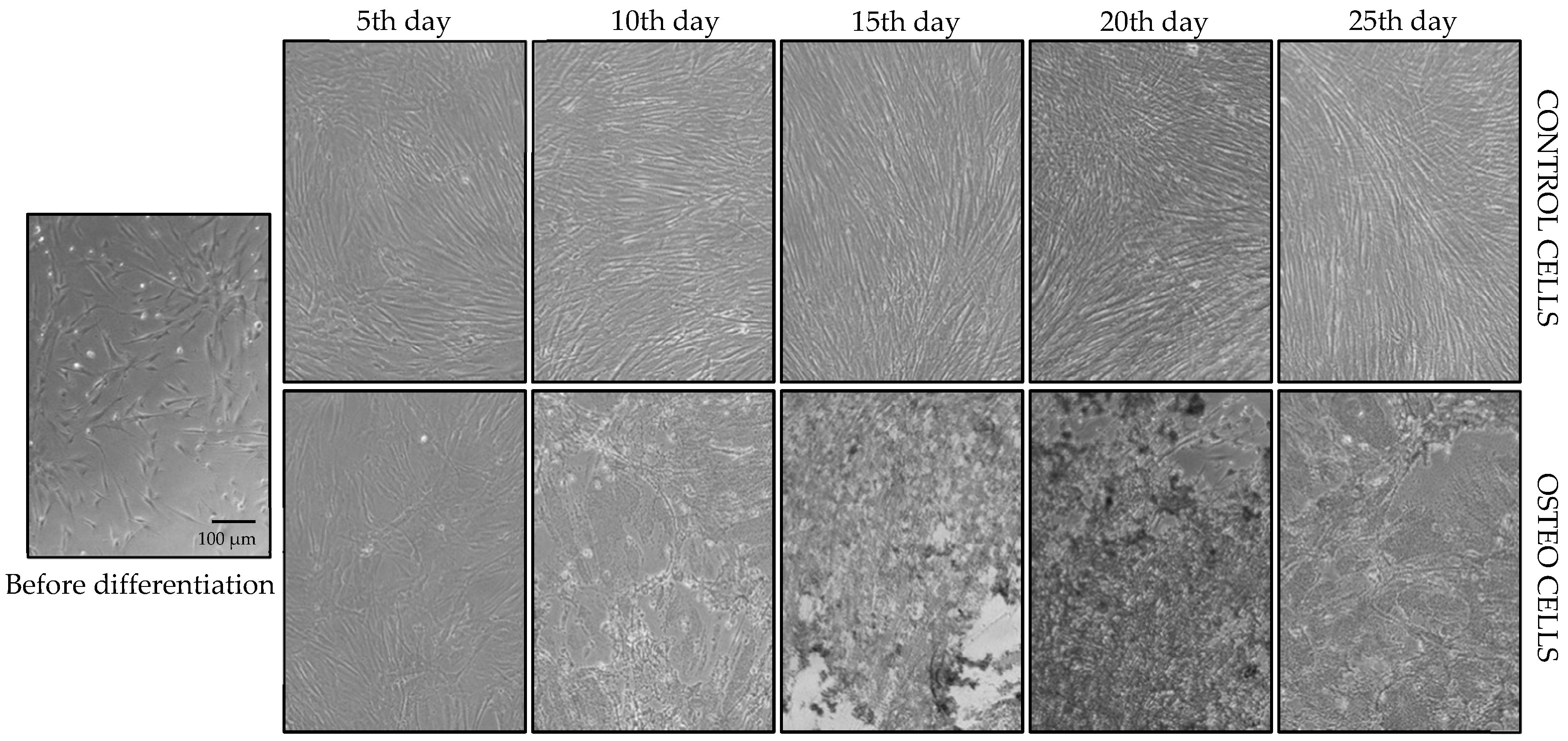 Biology 14 00257 g001