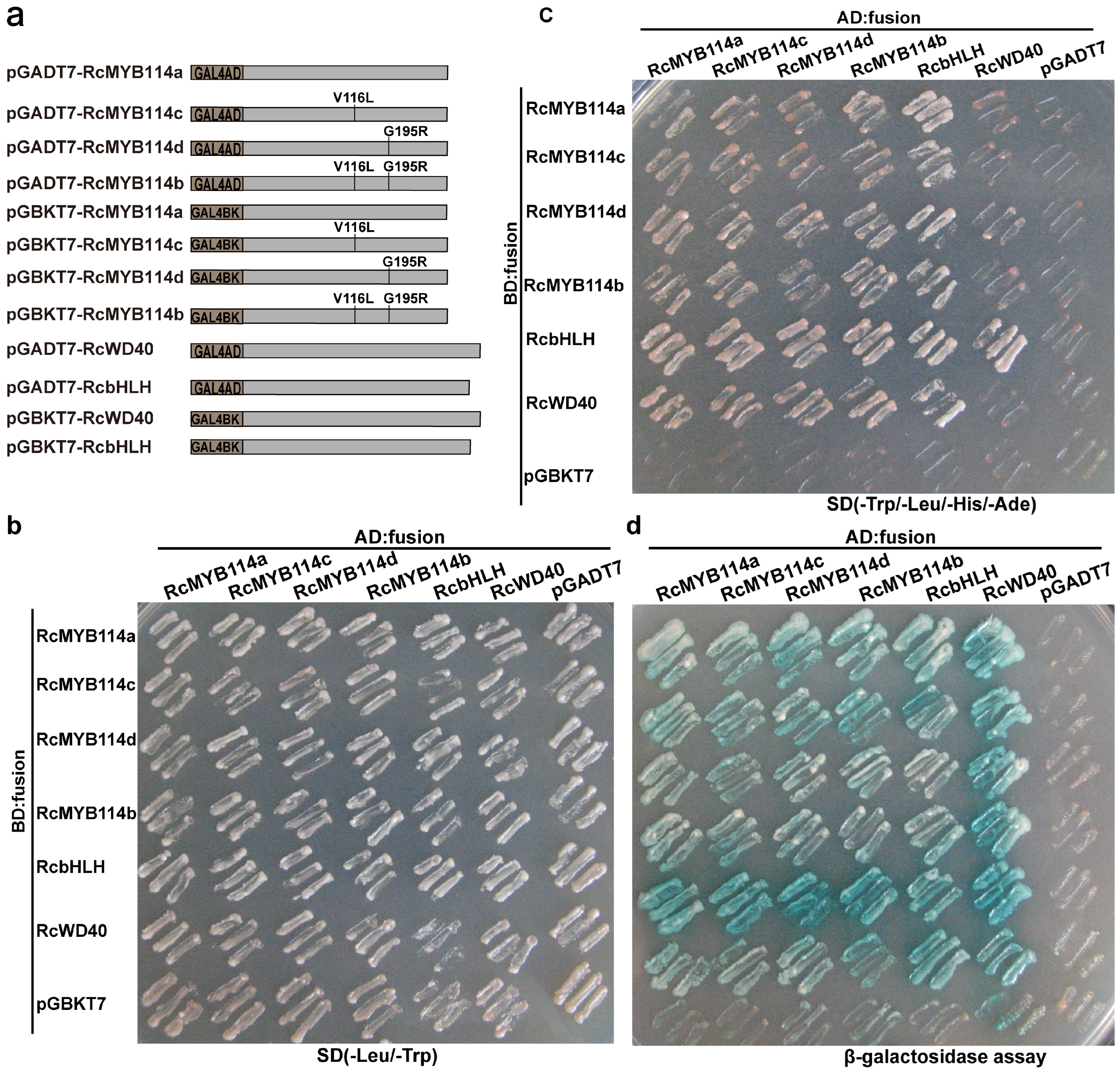 Biology 14 00258 g006