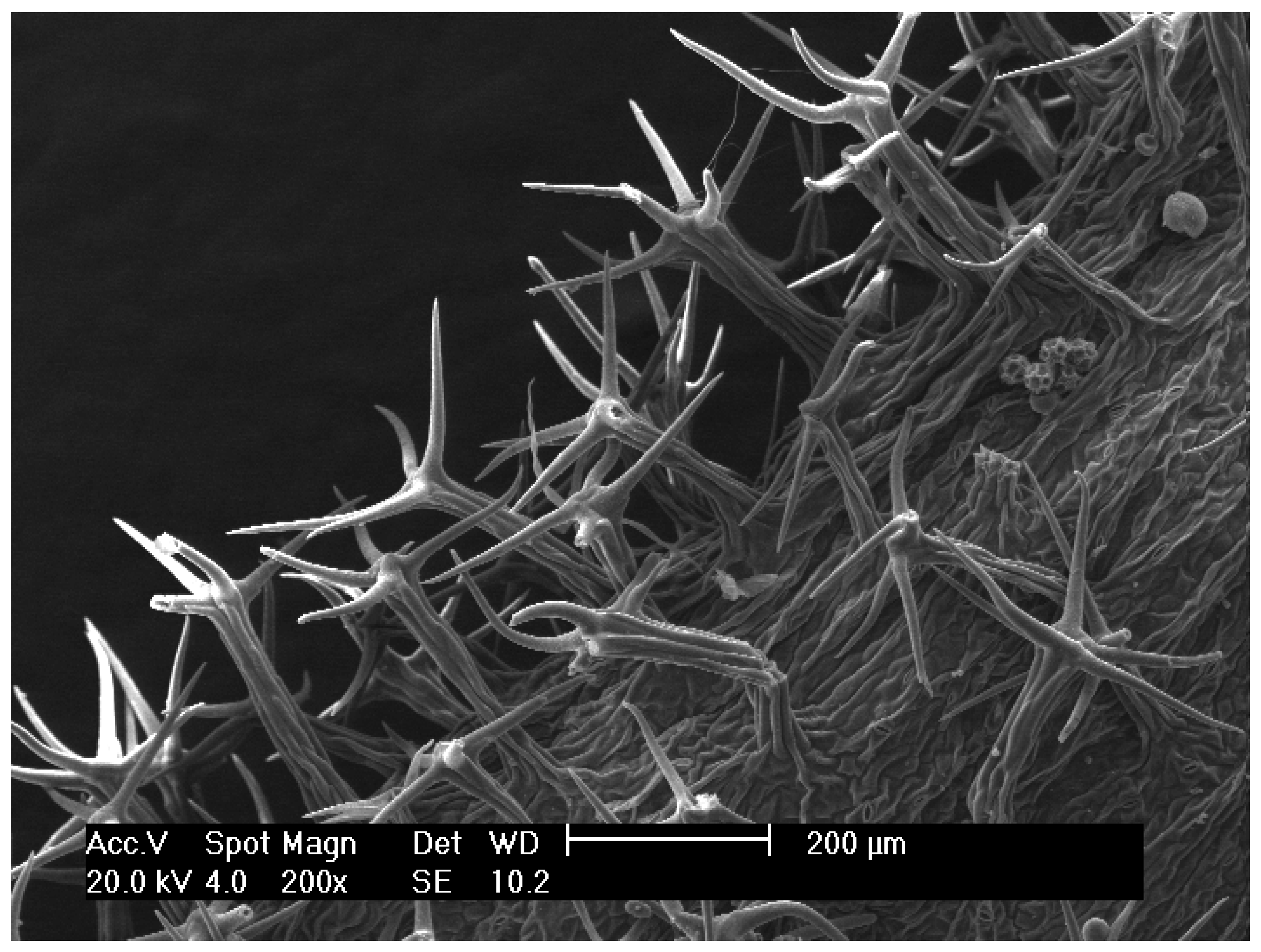 Biology 14 00259 g004