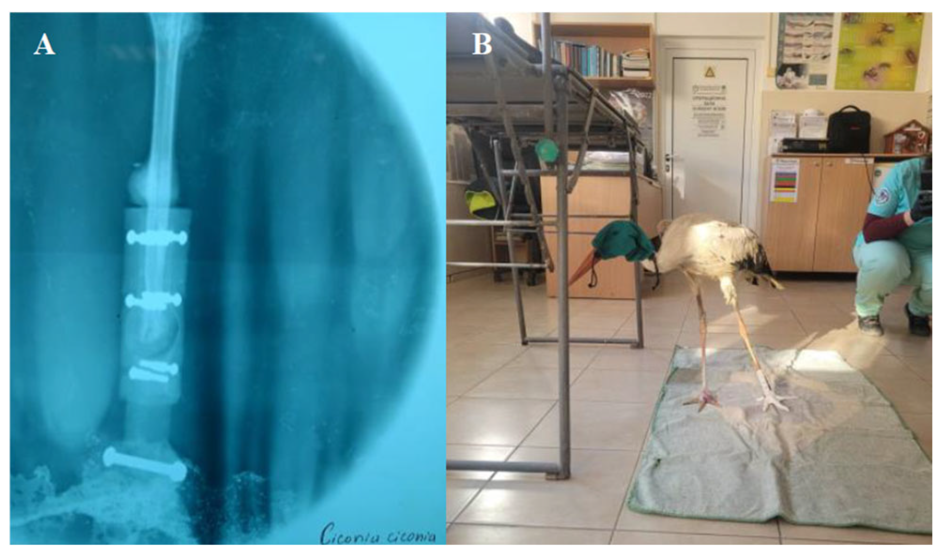 Biology 14 00265 g007