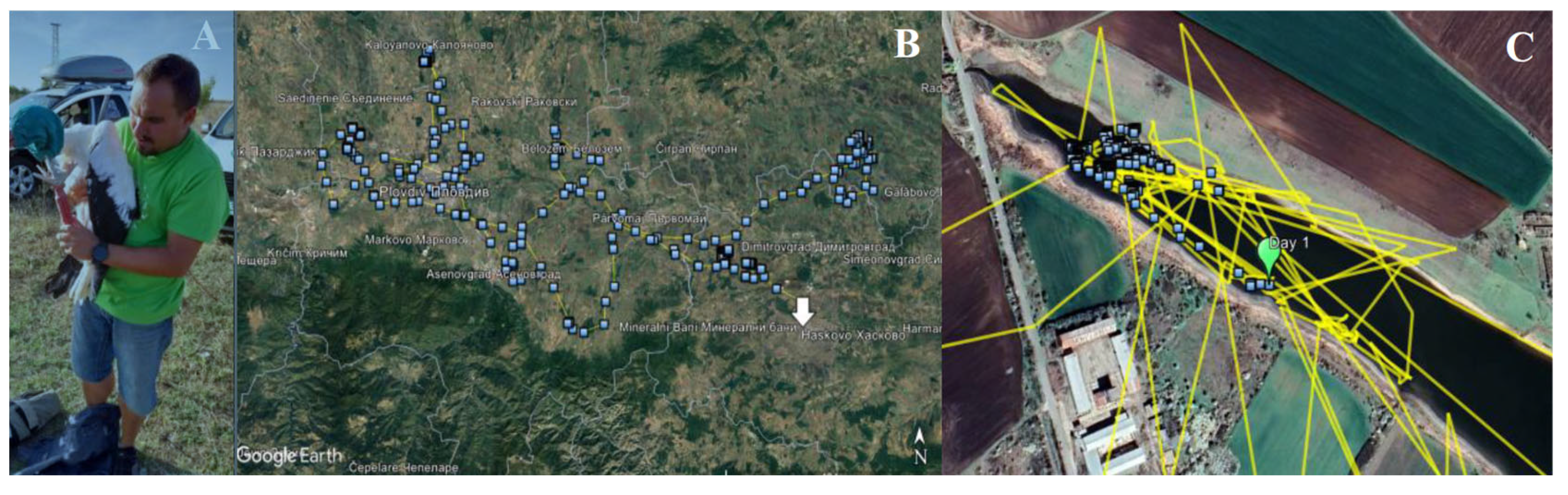 Biology 14 00265 g008
