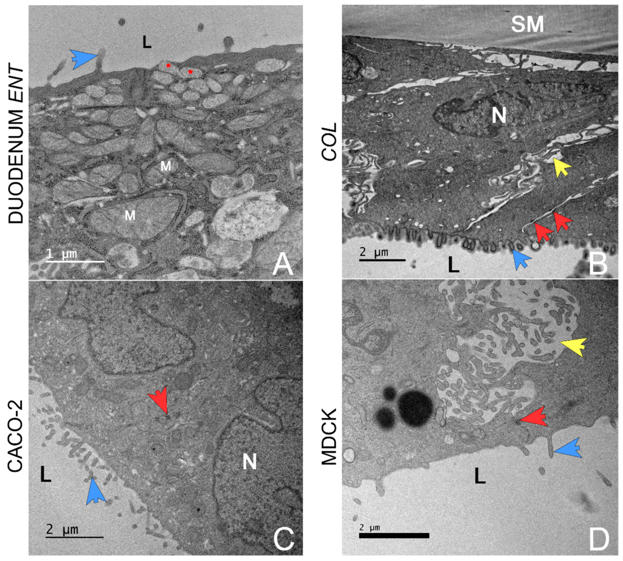 Biology 14 00270 g005