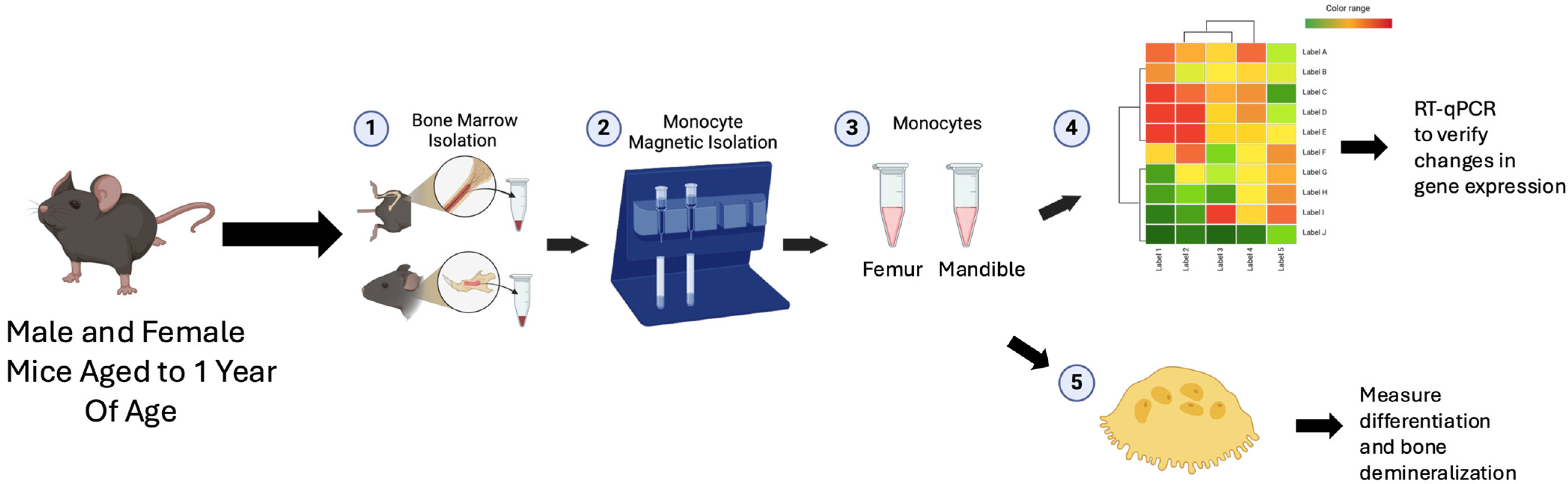 Biology 14 00273 g001