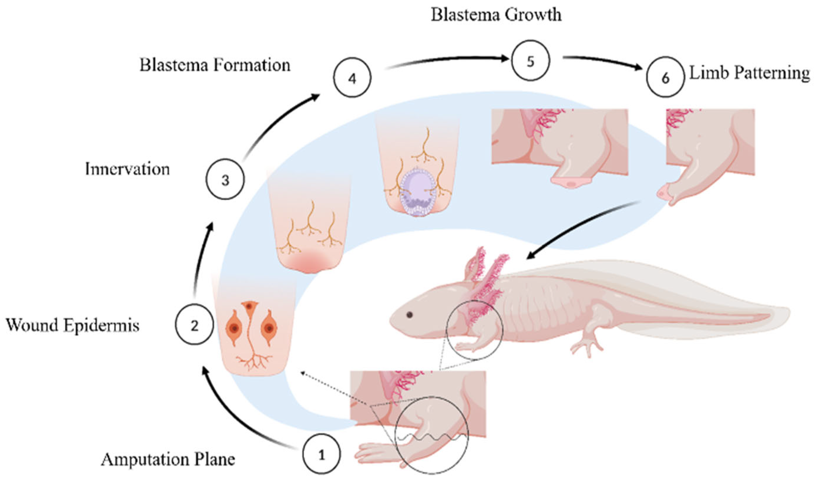 Biology 14 00274 g001