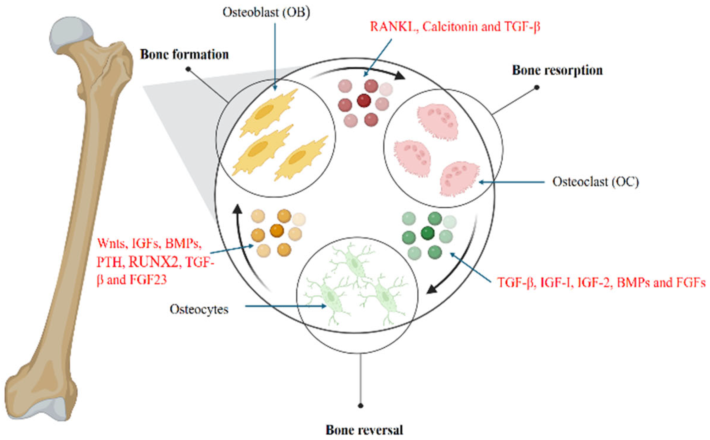 Biology 14 00274 g002