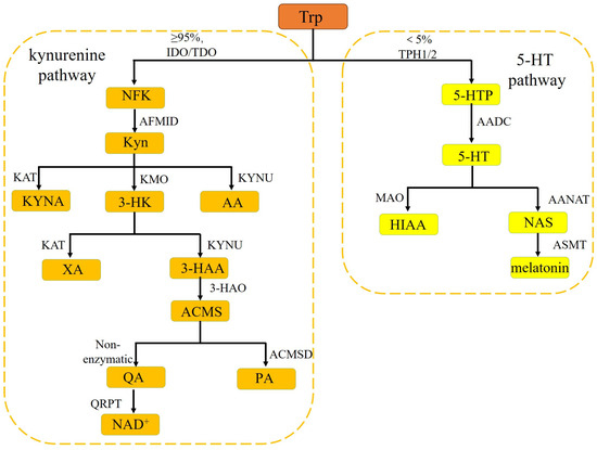 Tryptophan-2,3-Dioxygenase as a Therapeutic Target in Digestive