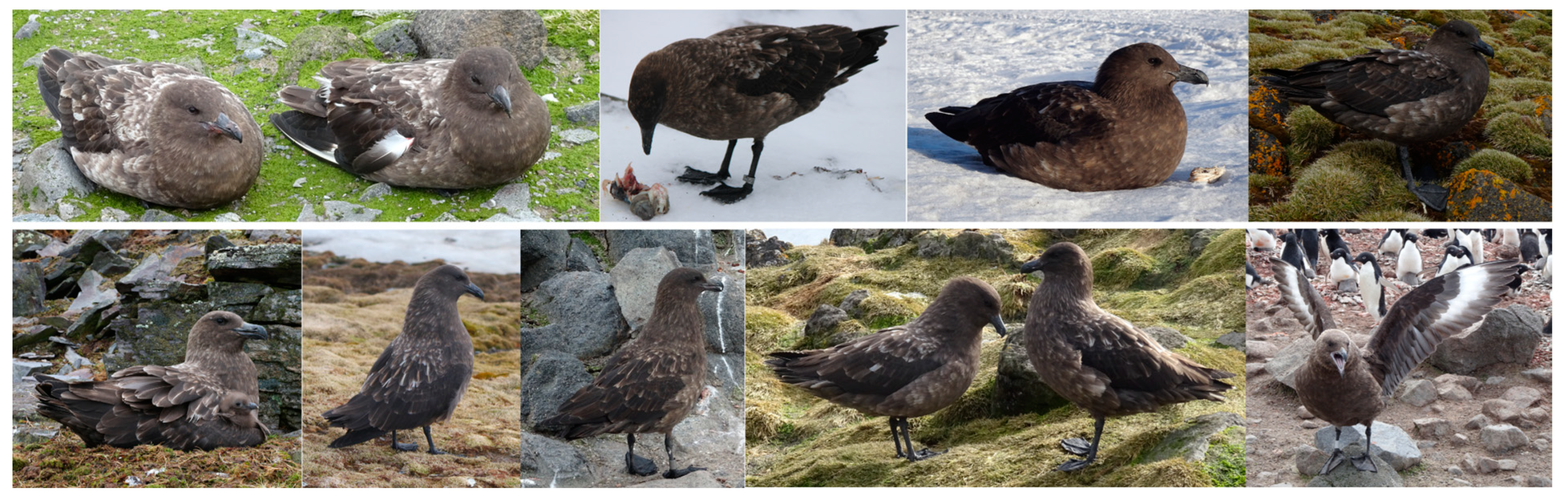 Biology 14 00305 g003