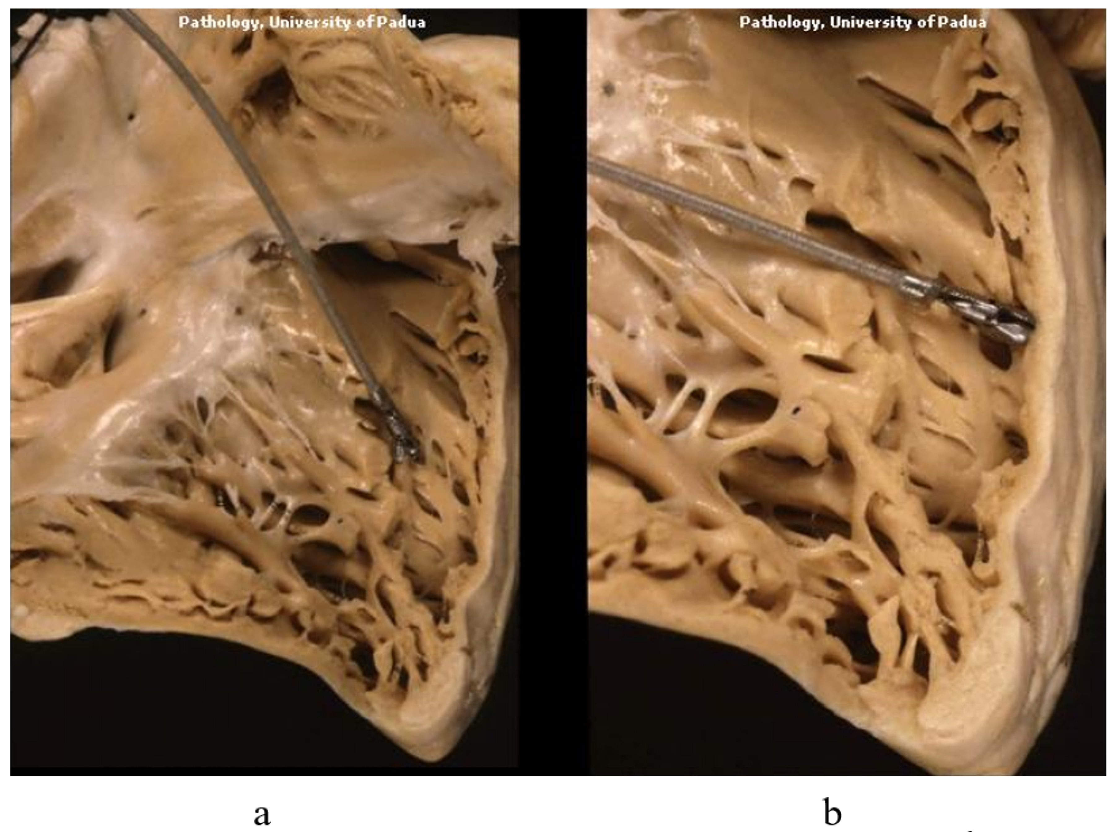 Biology 14 00306 g010