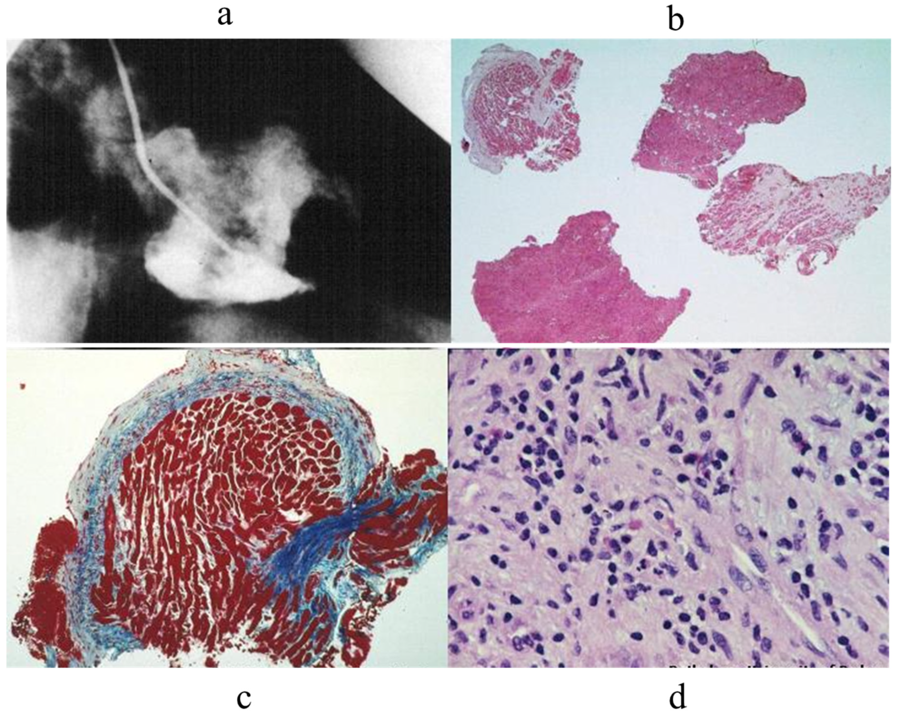 Biology 14 00306 g017