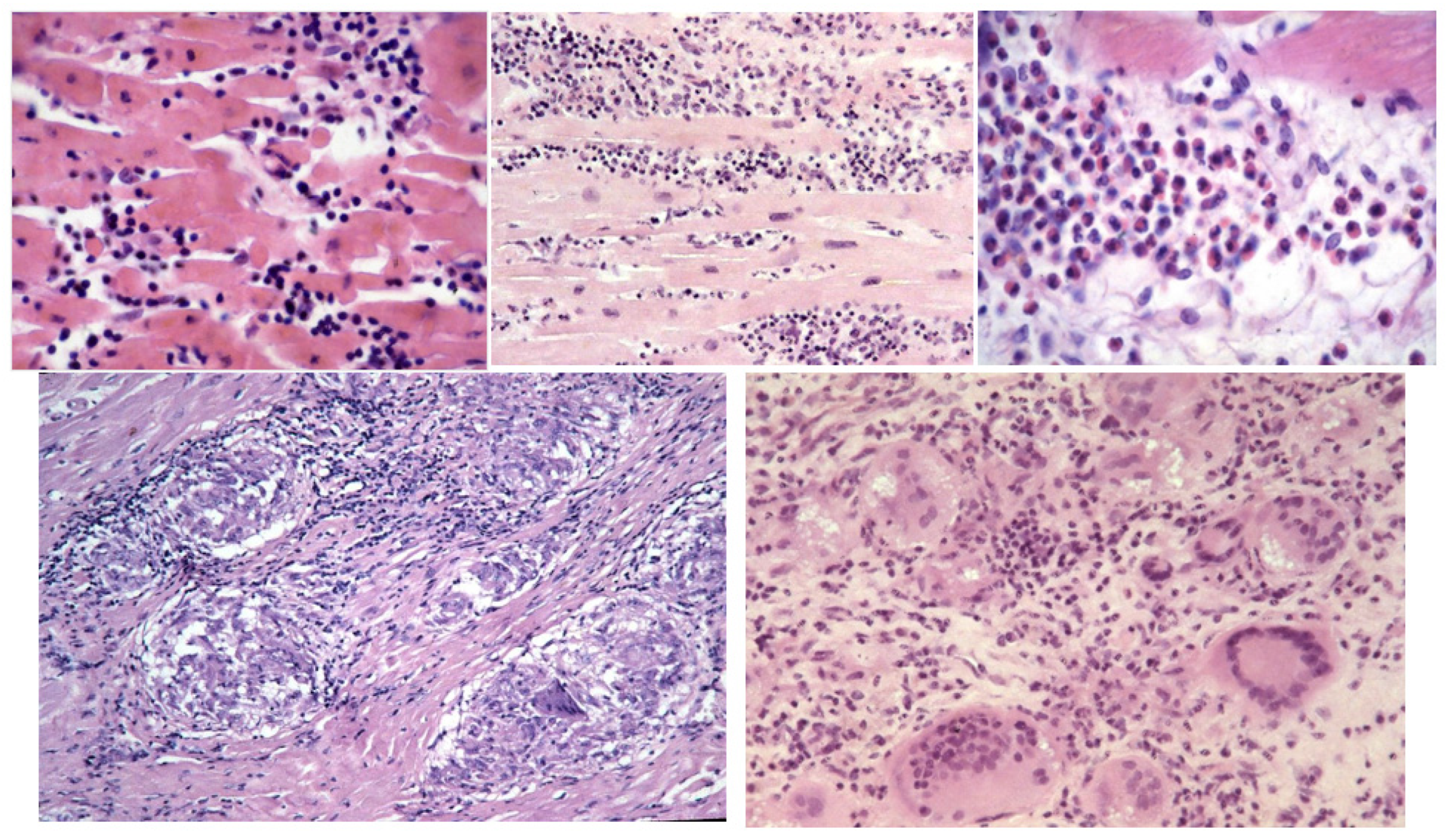 Biology 14 00306 g018