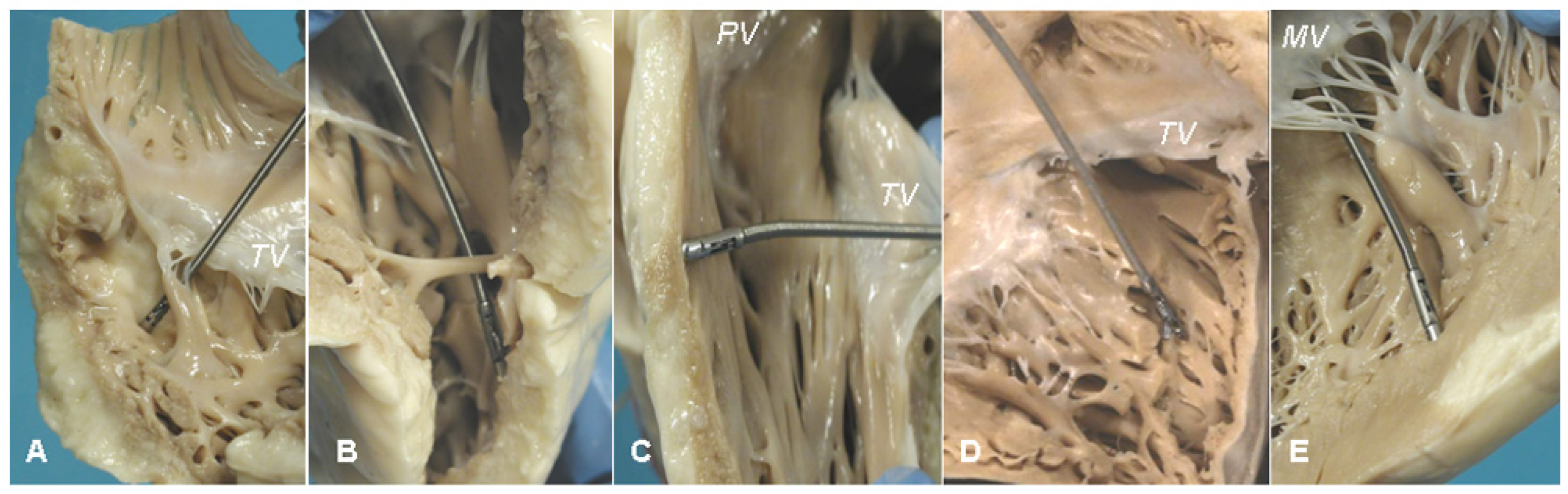 Biology 14 00306 g022