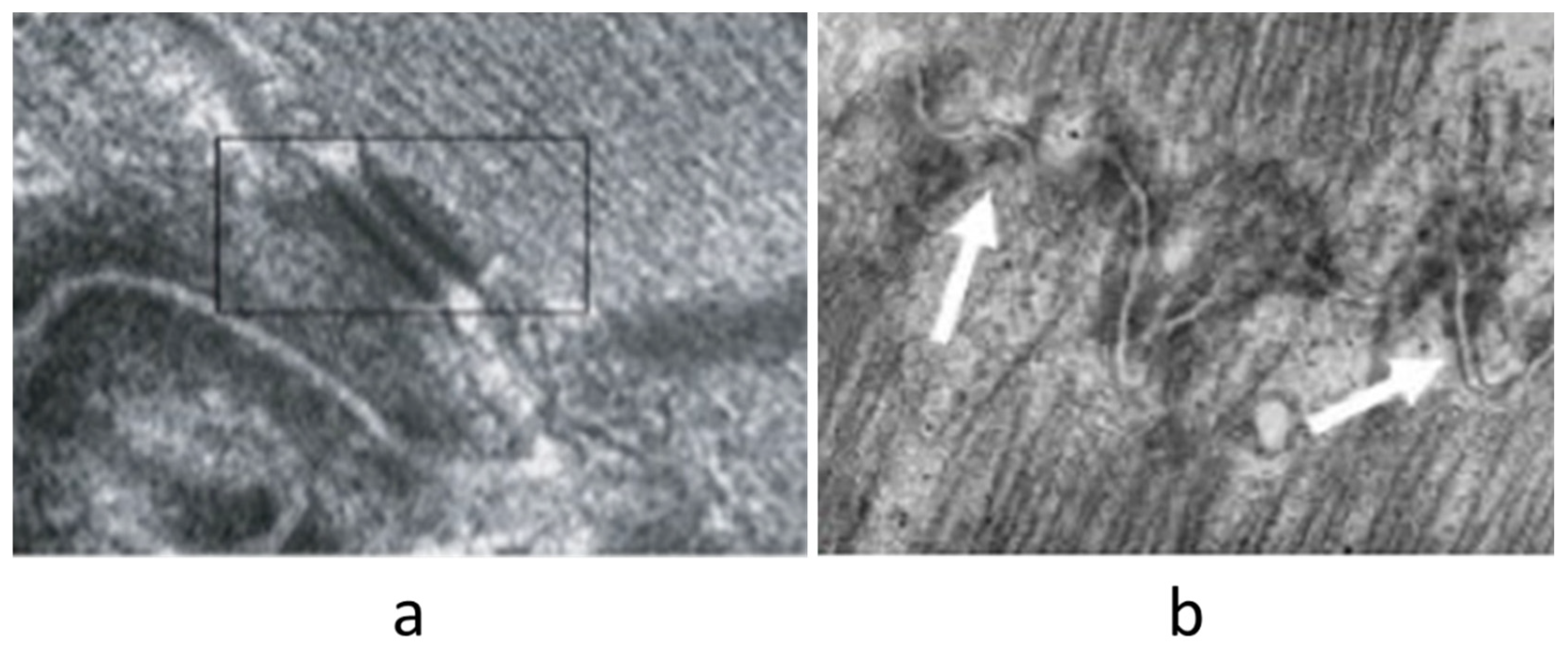 Biology 14 00306 g027