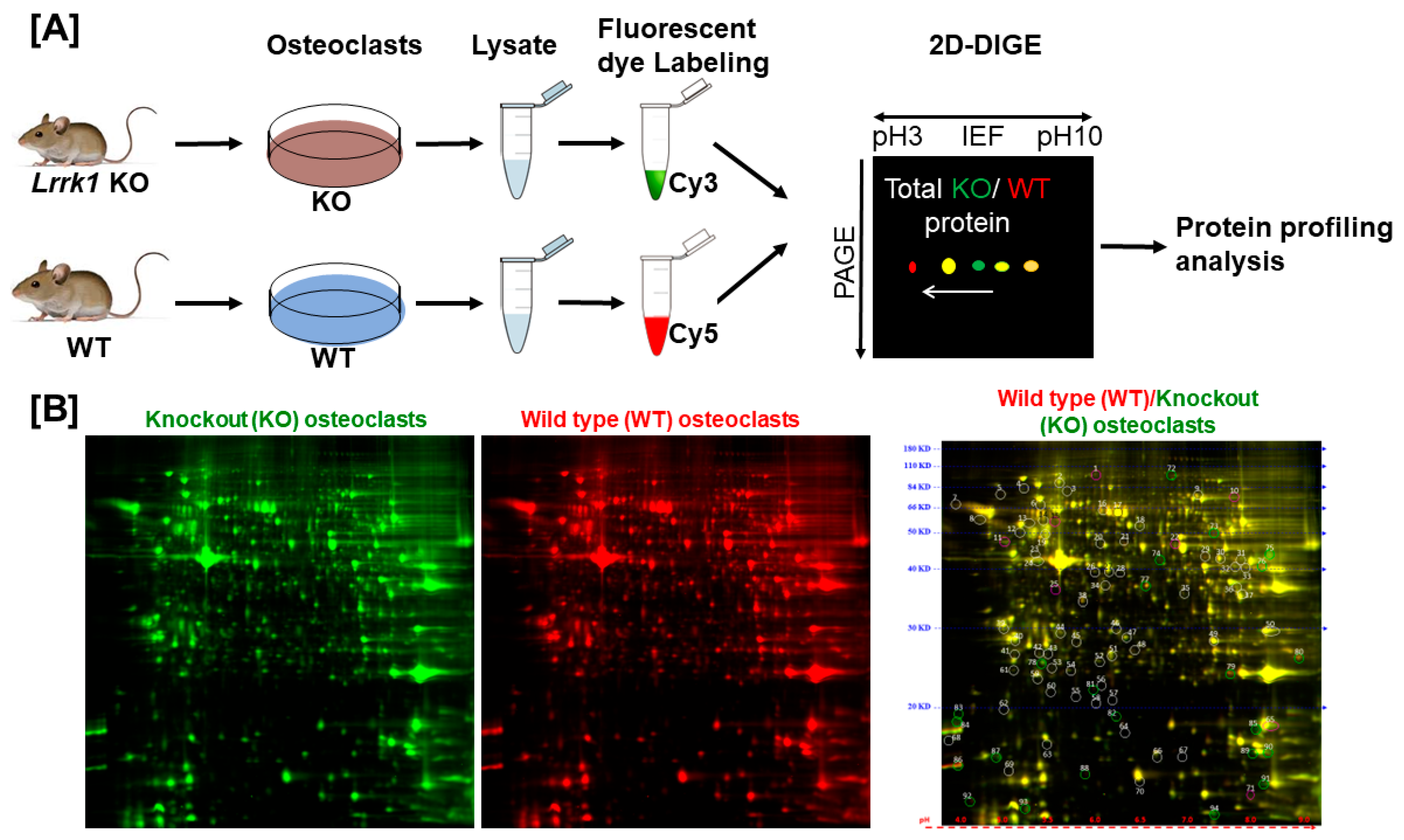 Biology 14 00326 g001