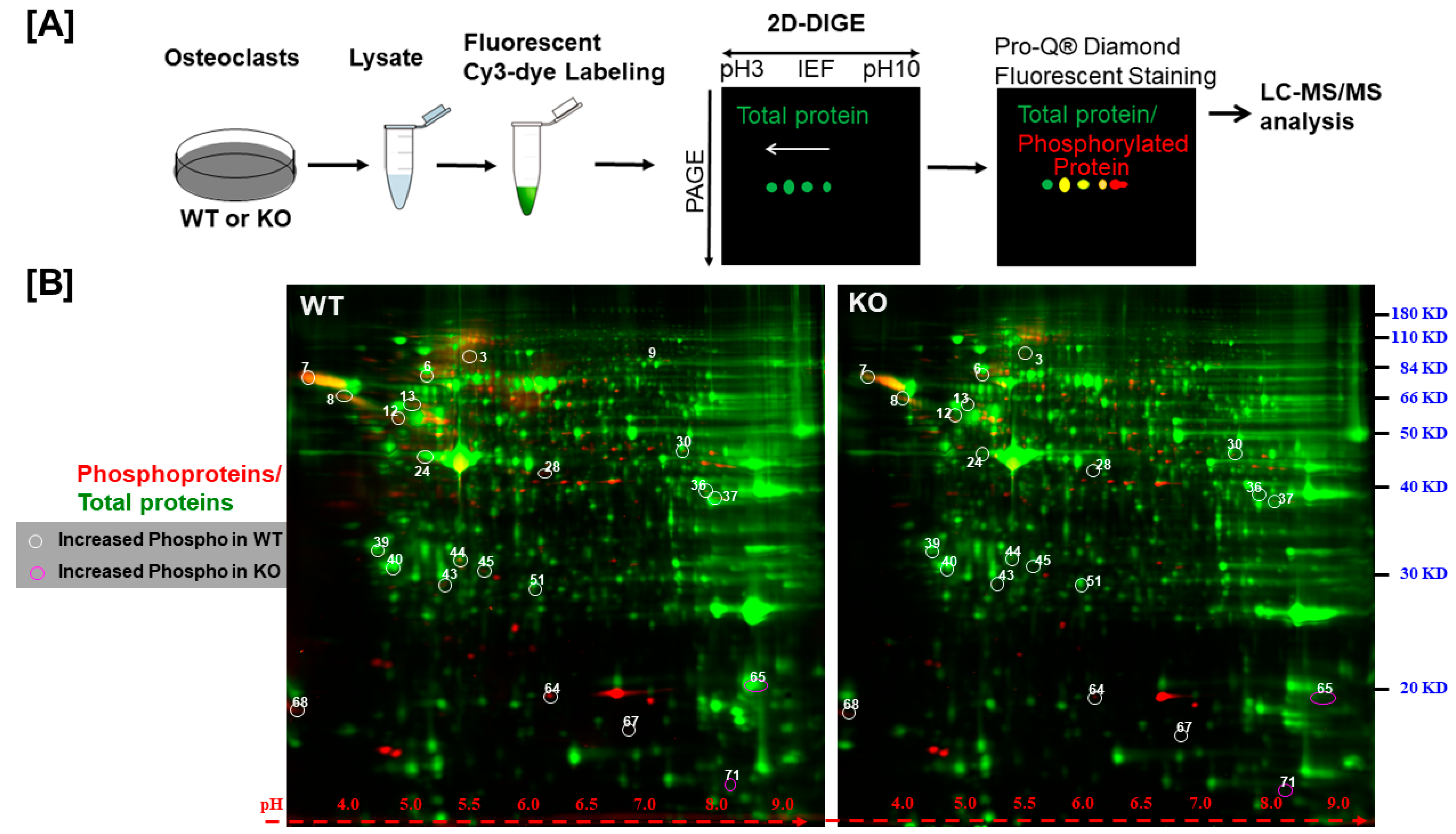 Biology 14 00326 g002