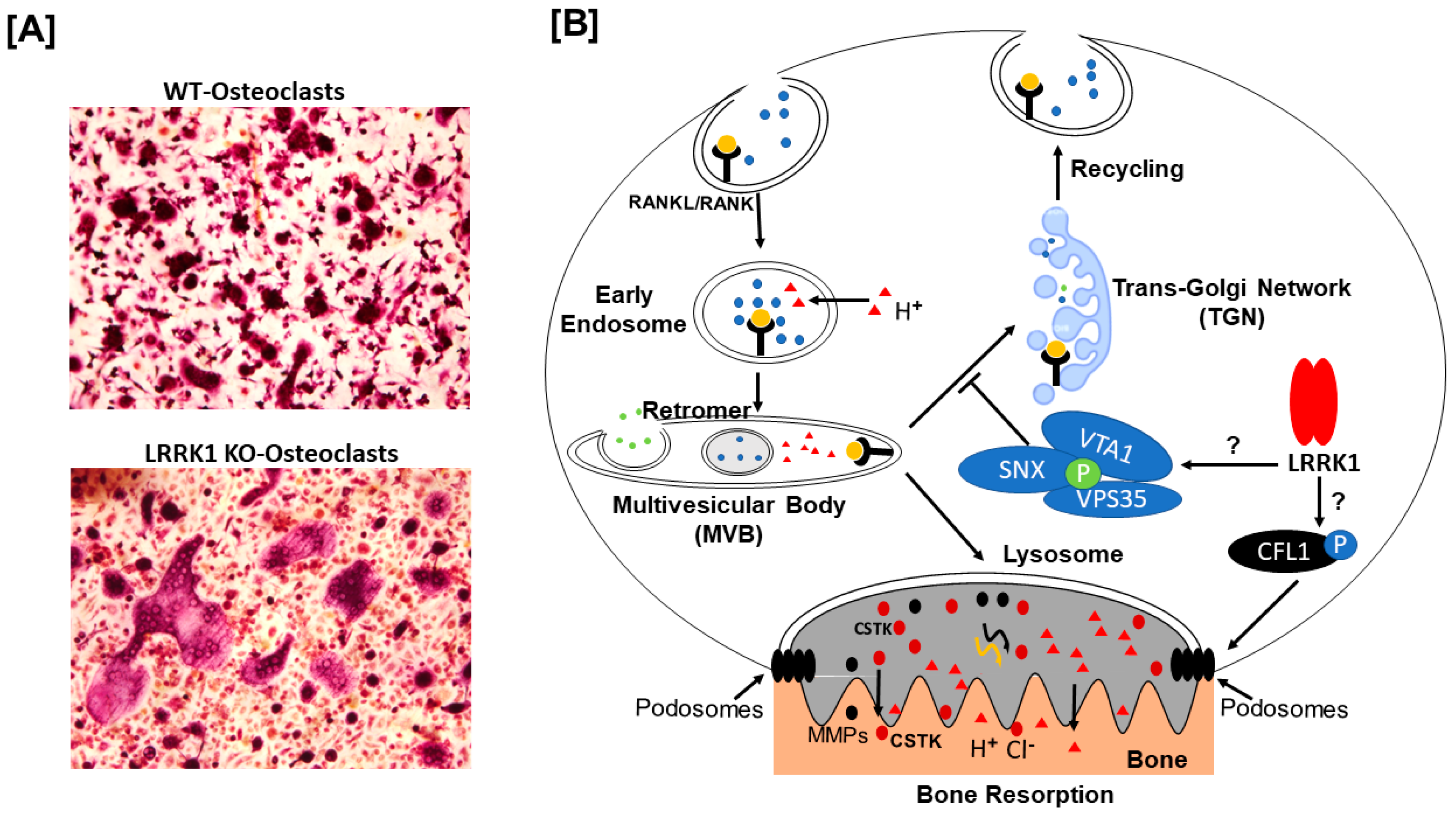 Biology 14 00326 g004