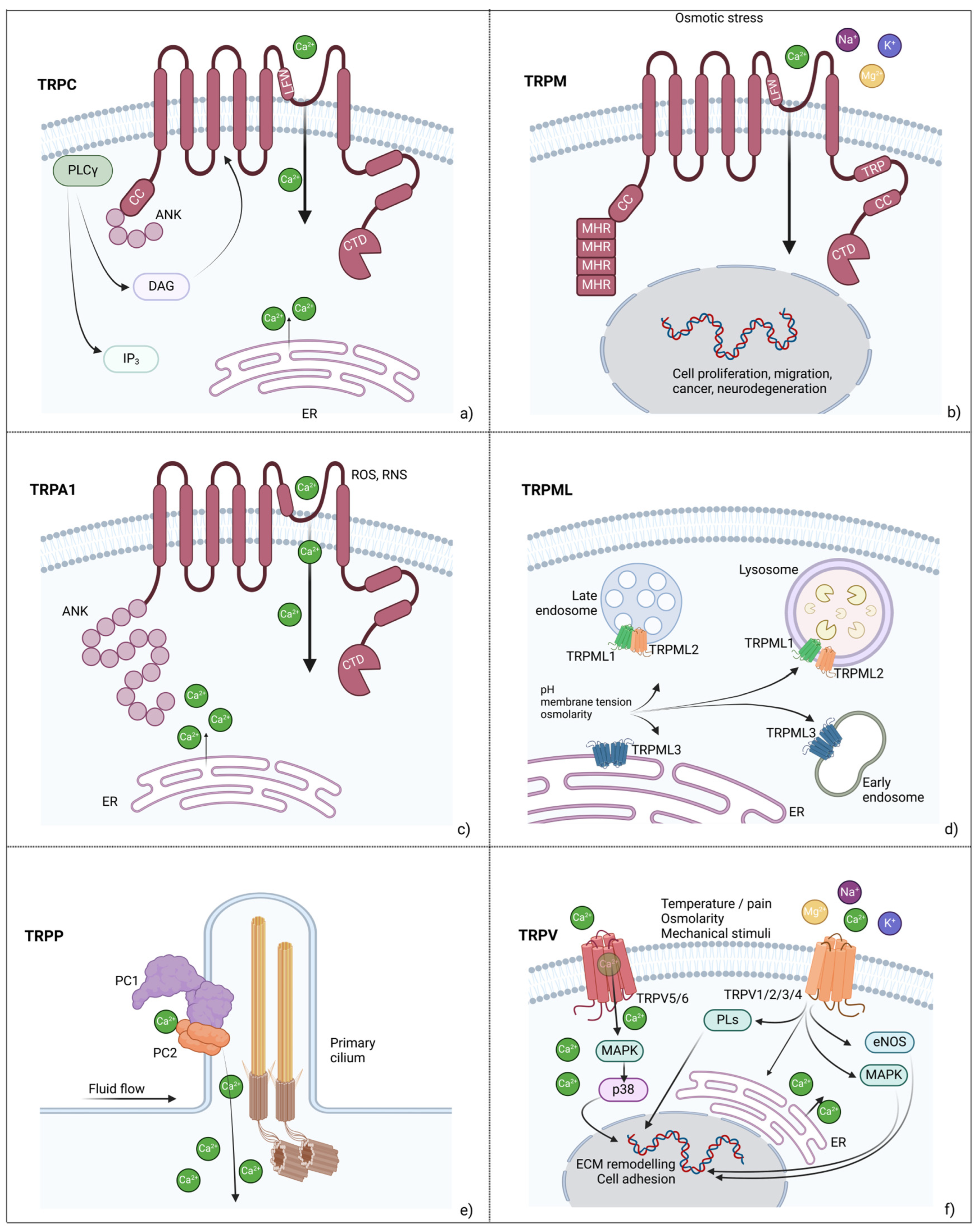 Biology 14 00346 g002 Biology 14 00346 g002