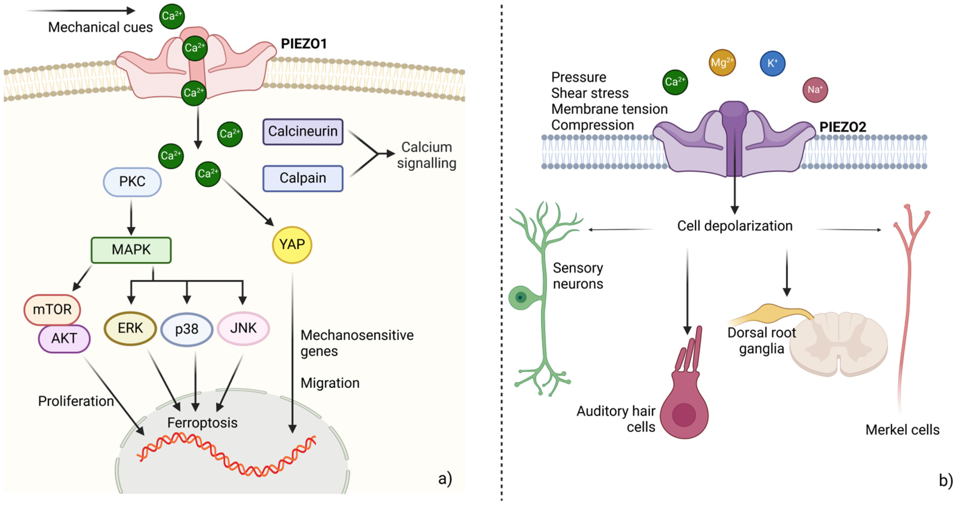 Biology 14 00346 g003 Biology 14 00346 g003