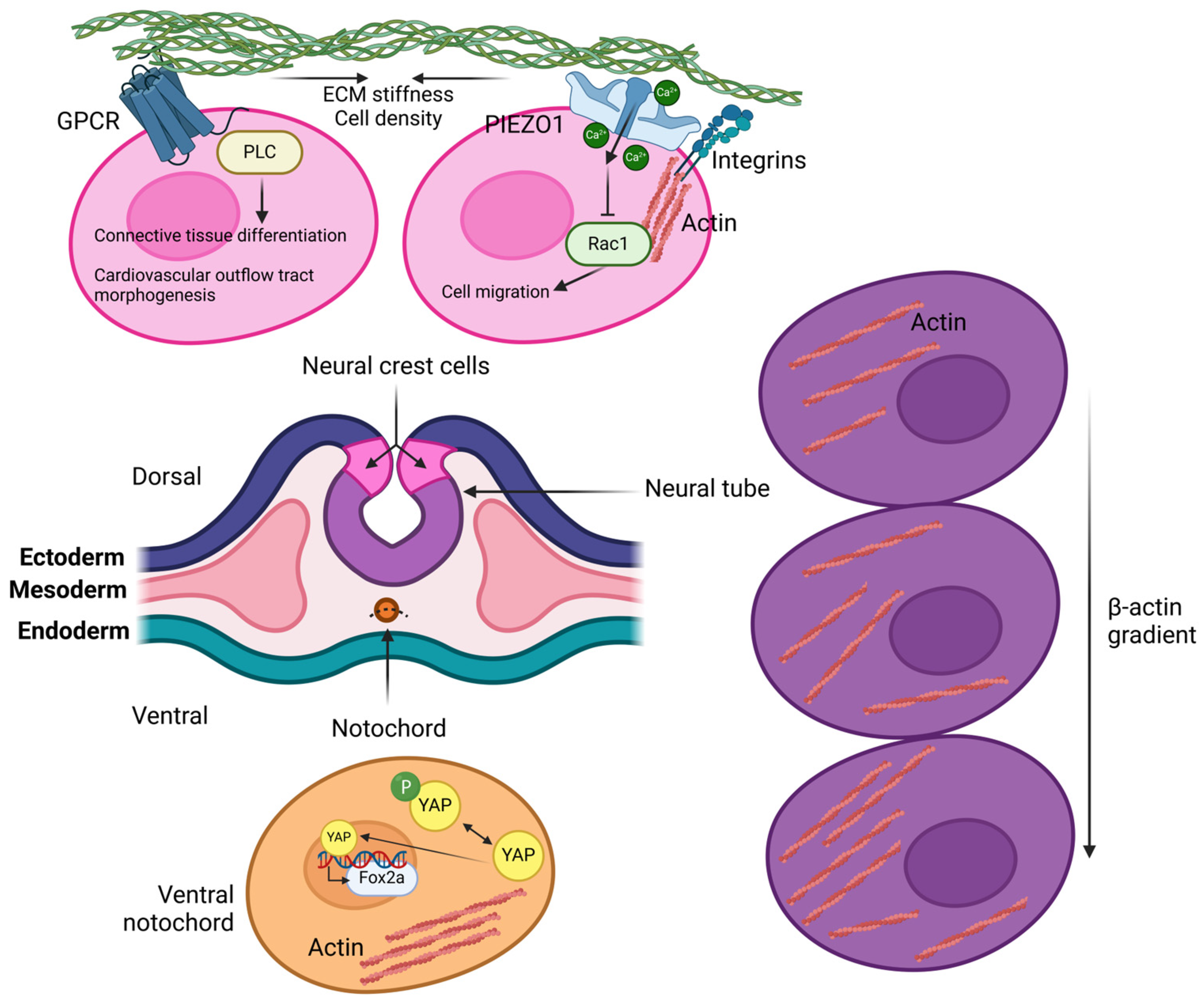 Biology 14 00346 g004 Biology 14 00346 g004