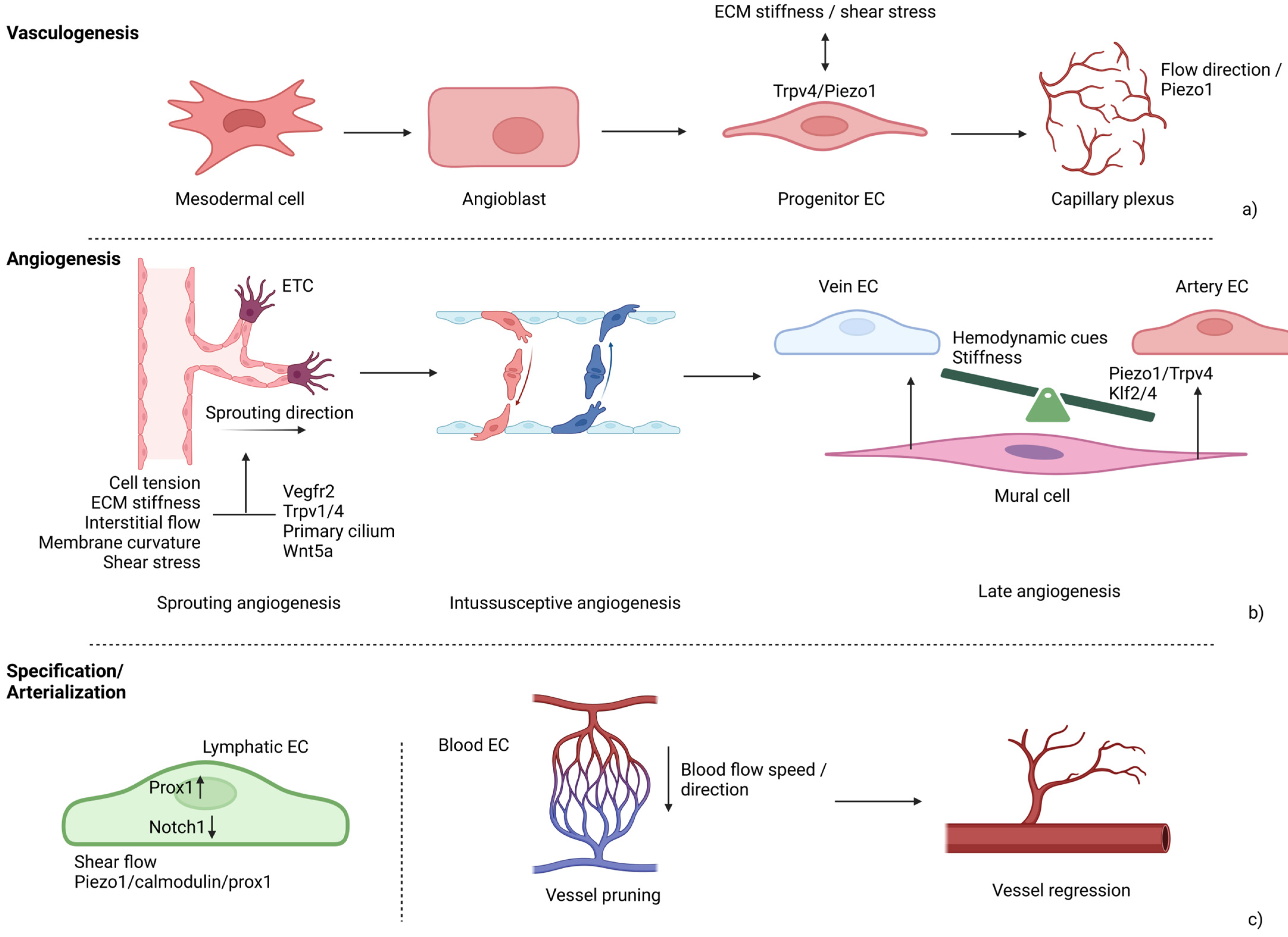 Biology 14 00346 g005 Biology 14 00346 g005