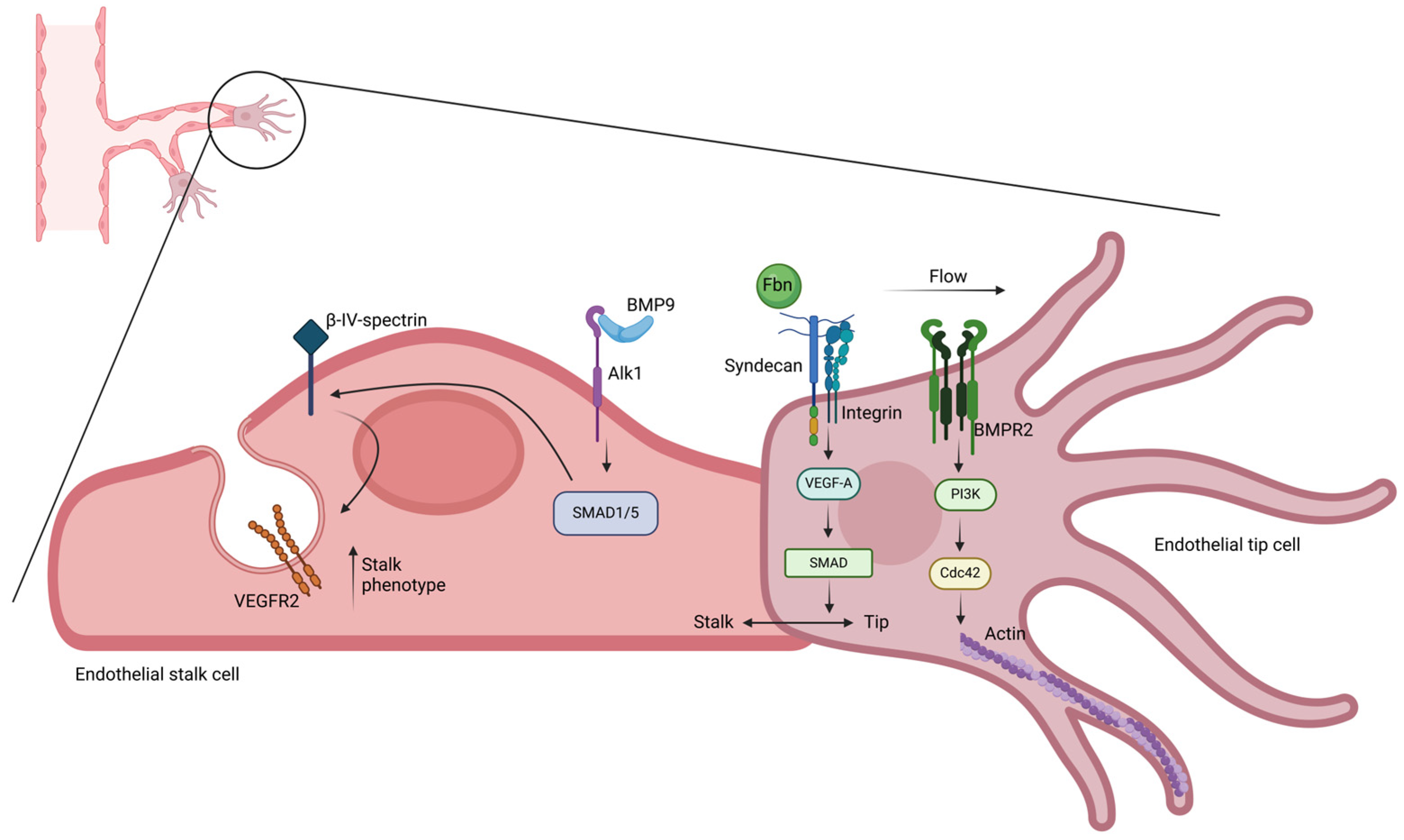 Biology 14 00346 g006 Biology 14 00346 g006