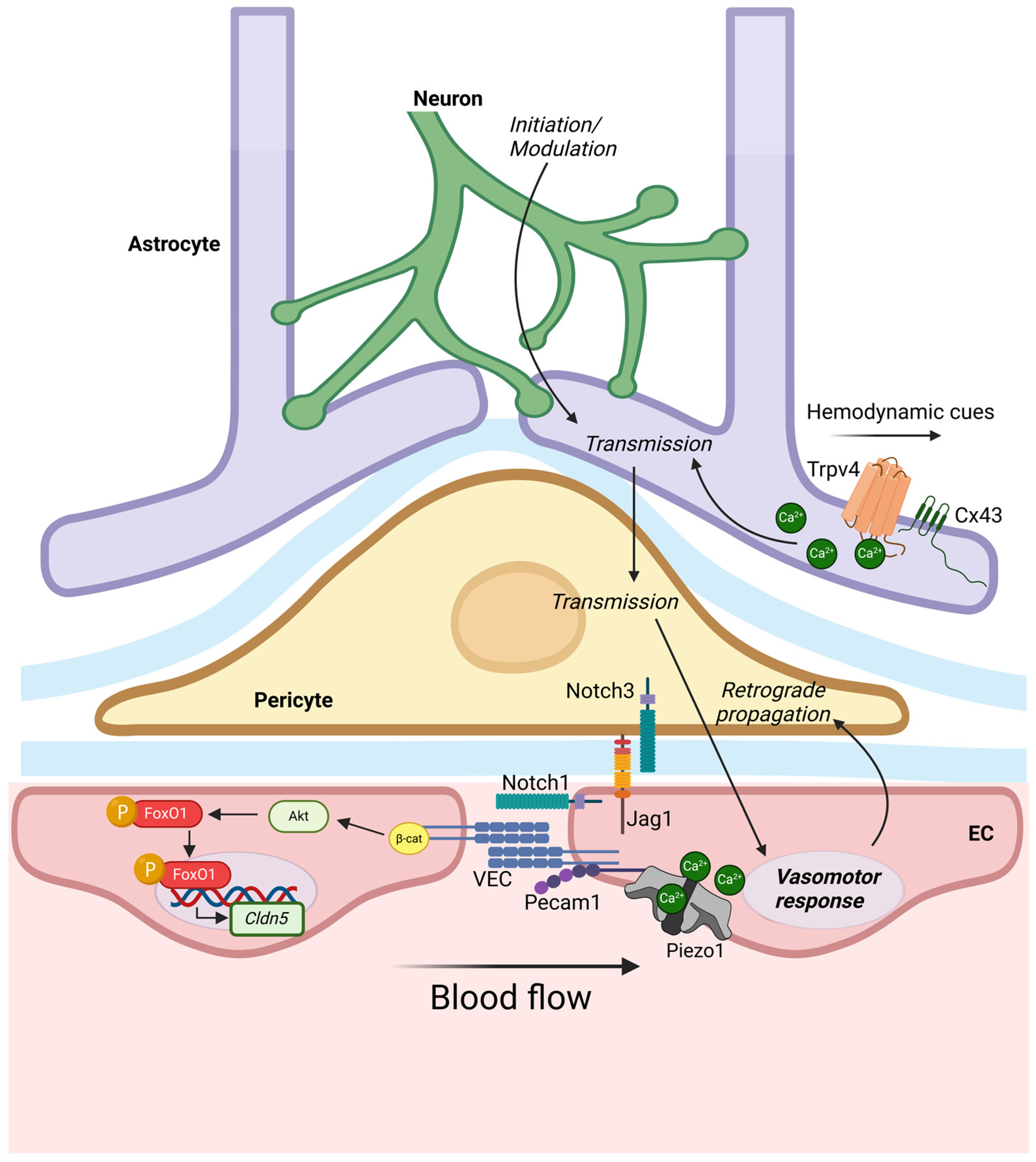 Biology 14 00346 g007 Biology 14 00346 g007