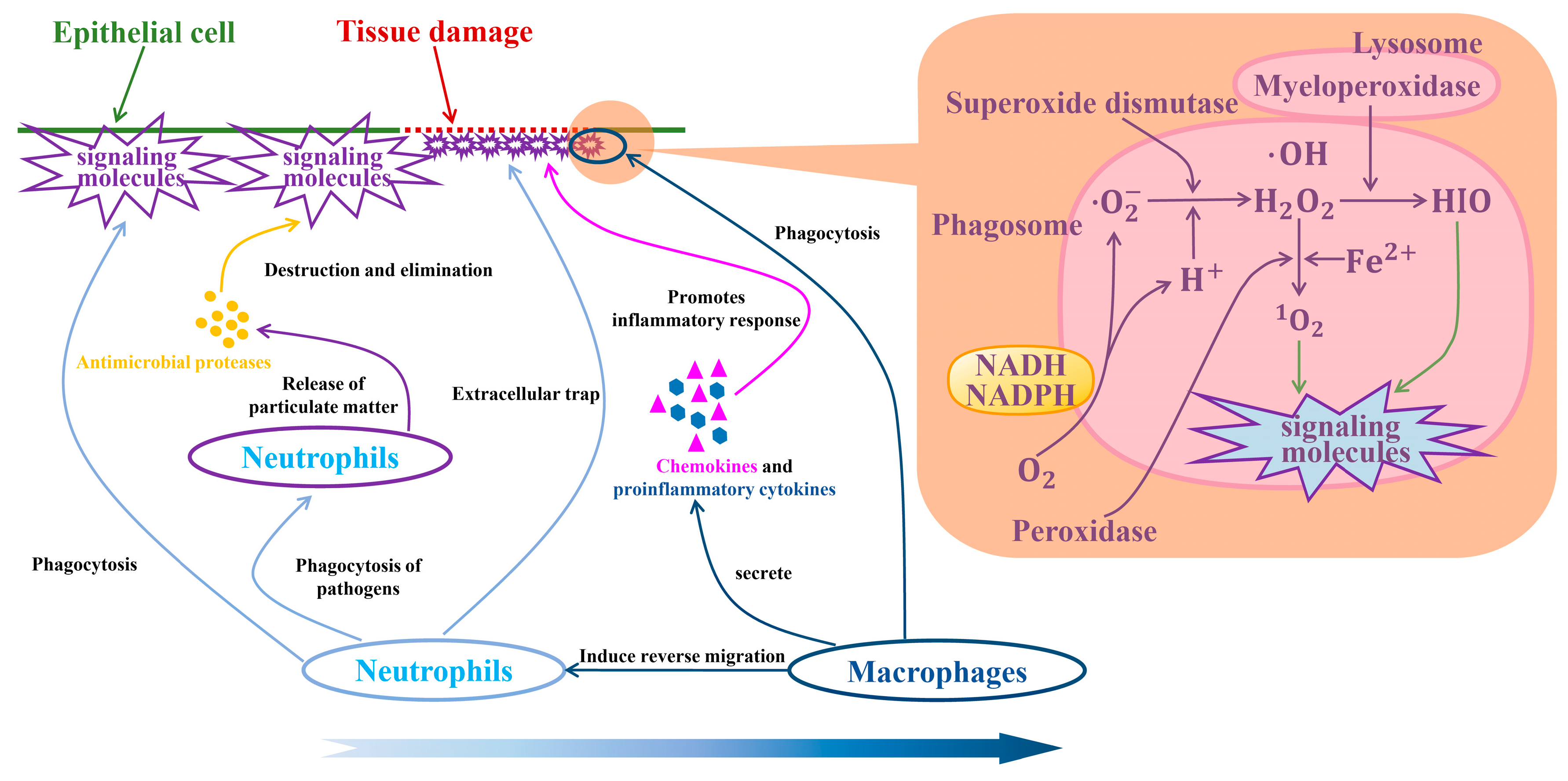 Biology 14 00351 g007