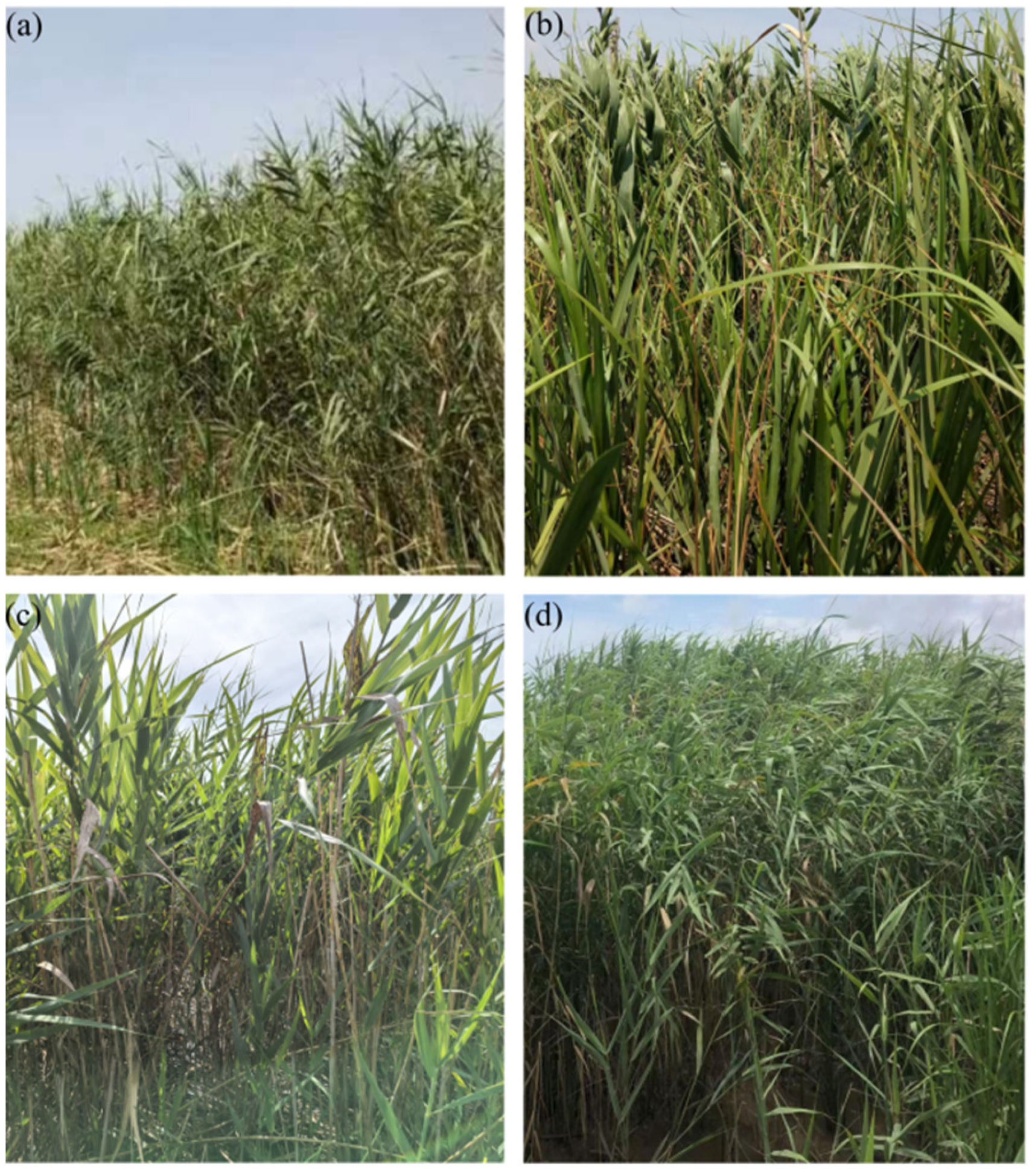 Biology 14 00356 g007