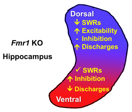 Compensatory Regulation of Excitation/Inhibition Balance in Compensatory Regulation of Excitation/Inhibition Balance in