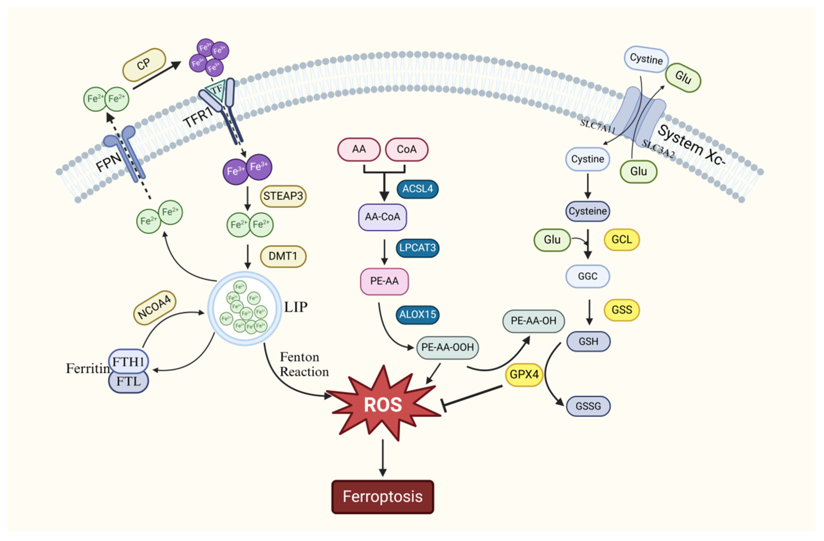 Biology 14 00367 g001