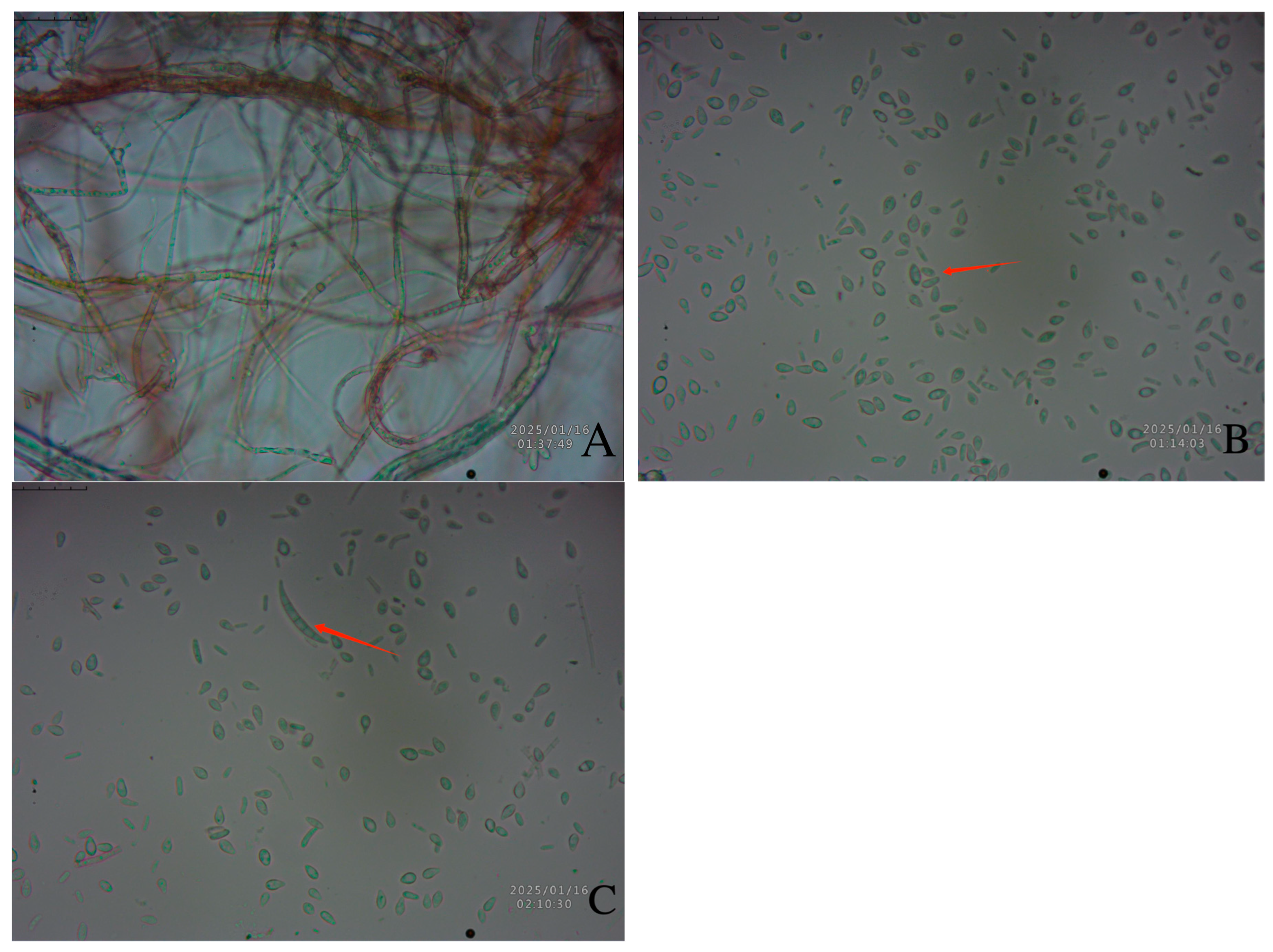 Biology 14 00385 g003